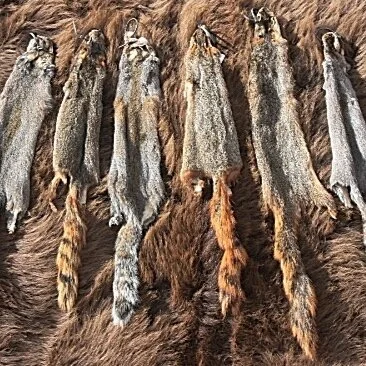 Squirrel hide
