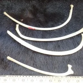 Deer Rib Bone