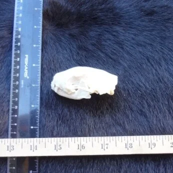 Skunk Skull