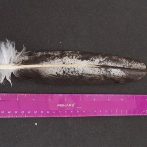 Imitation Immature Bald Eagle Tail Feathers