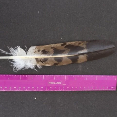 Imitation golden eagle feather
