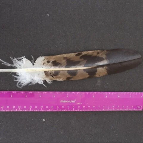 Imitation Golden Eagle Mature Tail Feathers