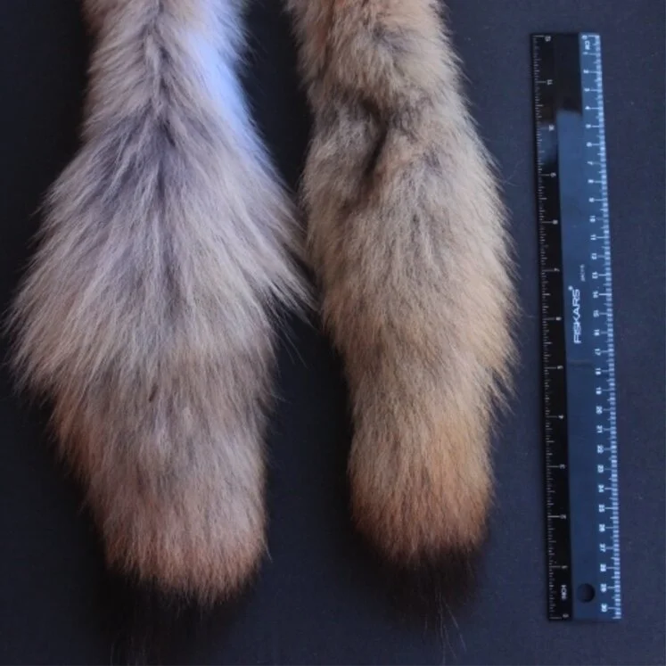 Coyote Tail