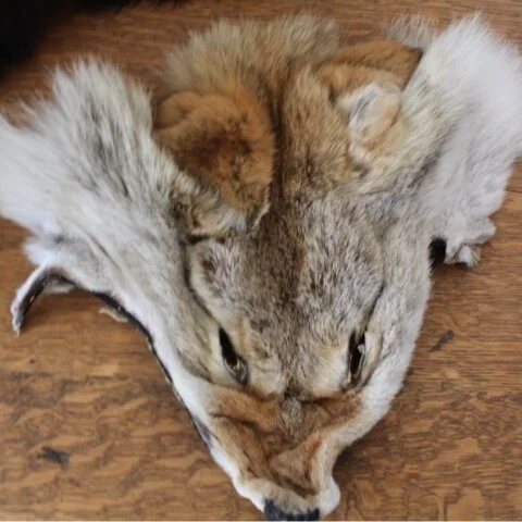 Coyote Face