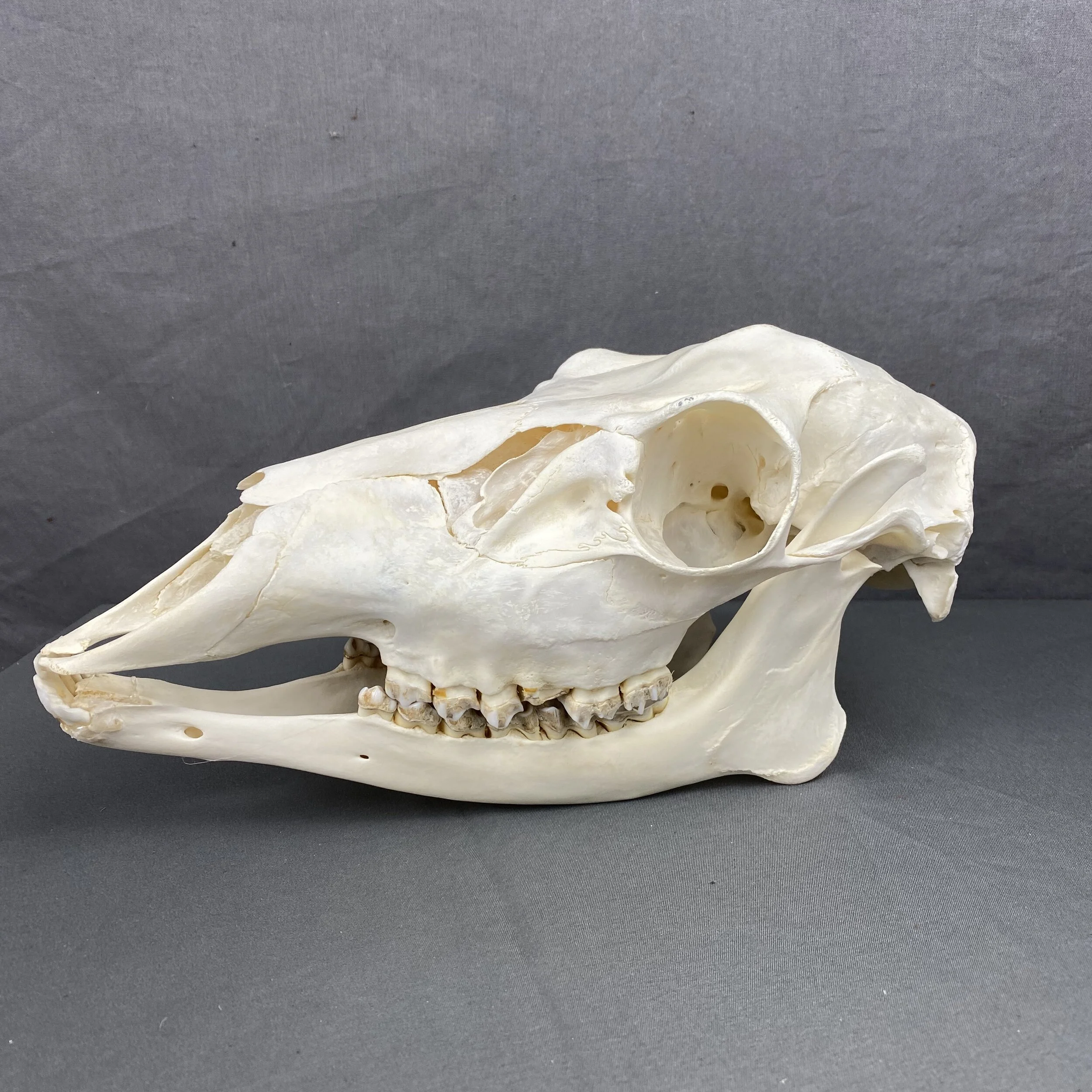 12D82518-90BA-4675-8B04-DBC8A49921A3