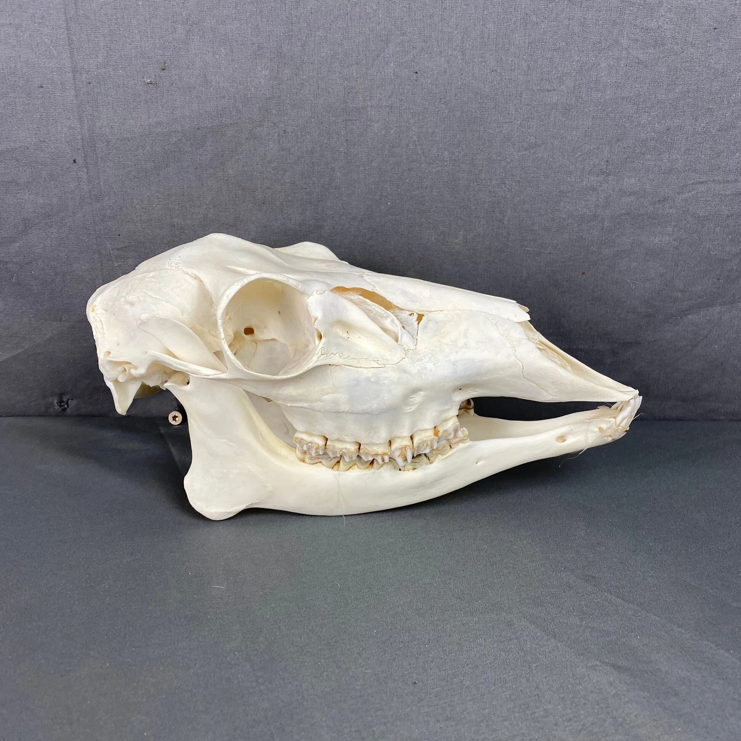 mule deer doe skull