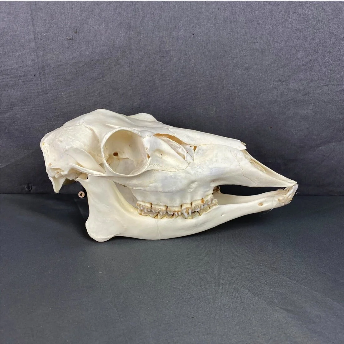 Deer Doe Skull (Mule deer)