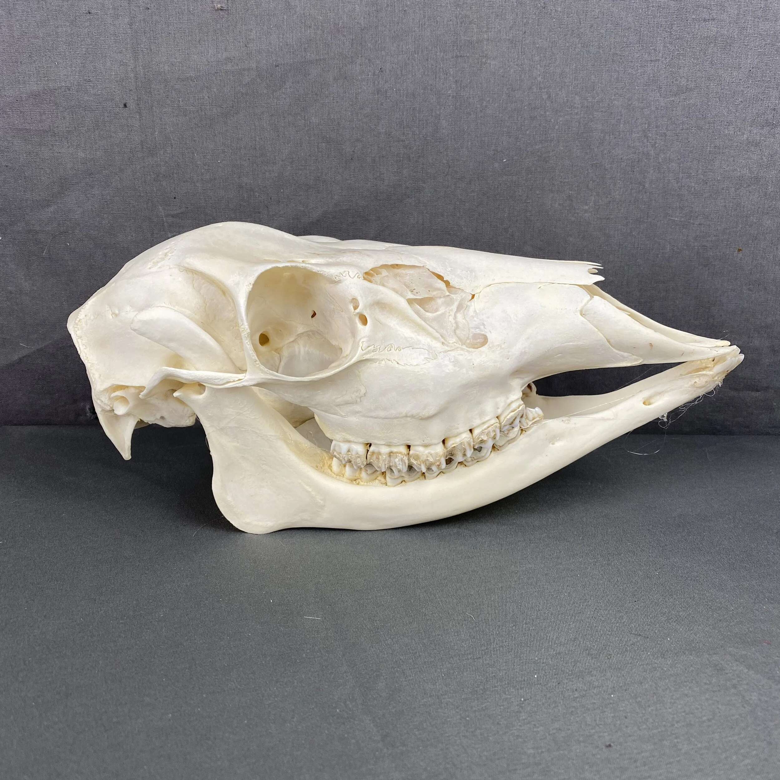 8C05981E-6143-4162-AA04-ED523BE1965D