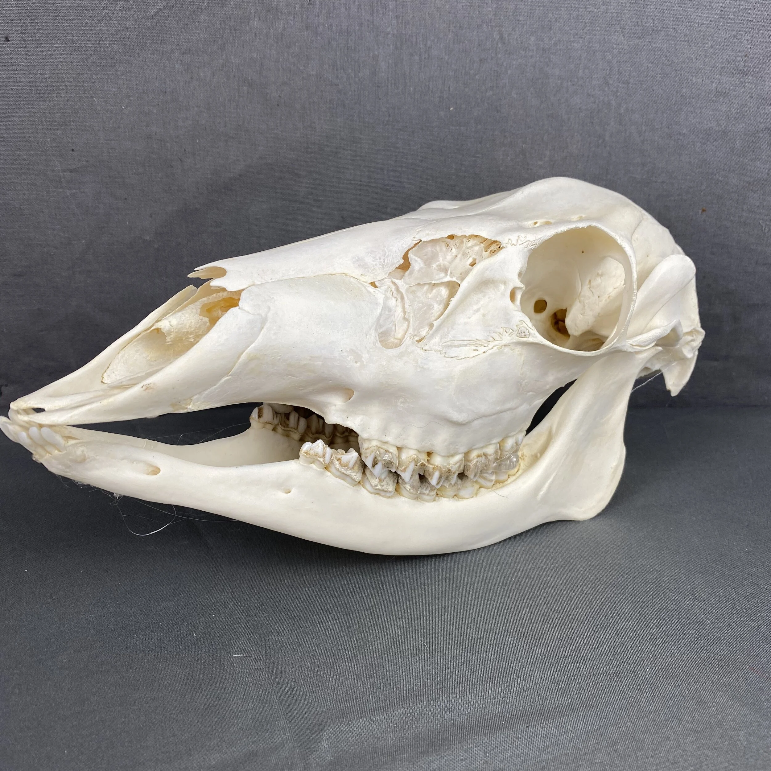 ADC59A2E-693C-4A43-A0A3-AD27898A7932