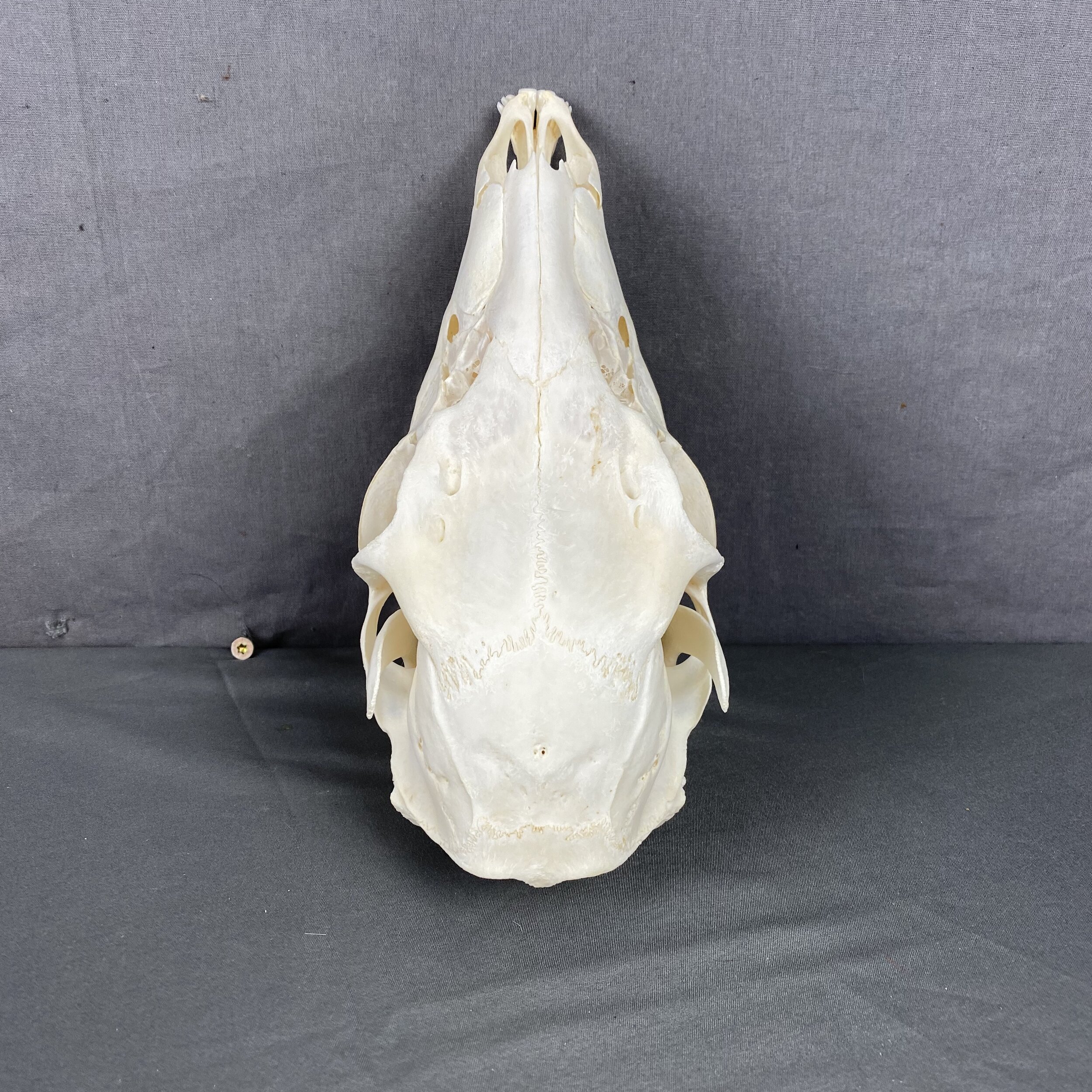 E1C2FFF5-5BC8-43D7-9CFD-51E3D5C82ED1