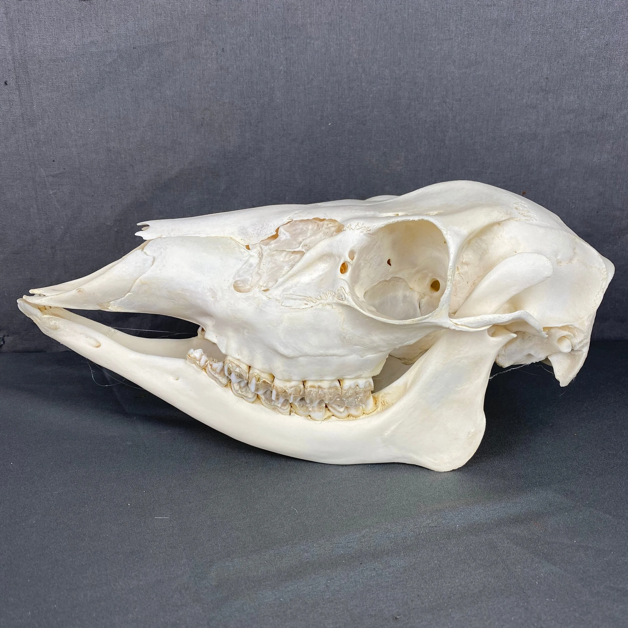 whitetail deer doe skull