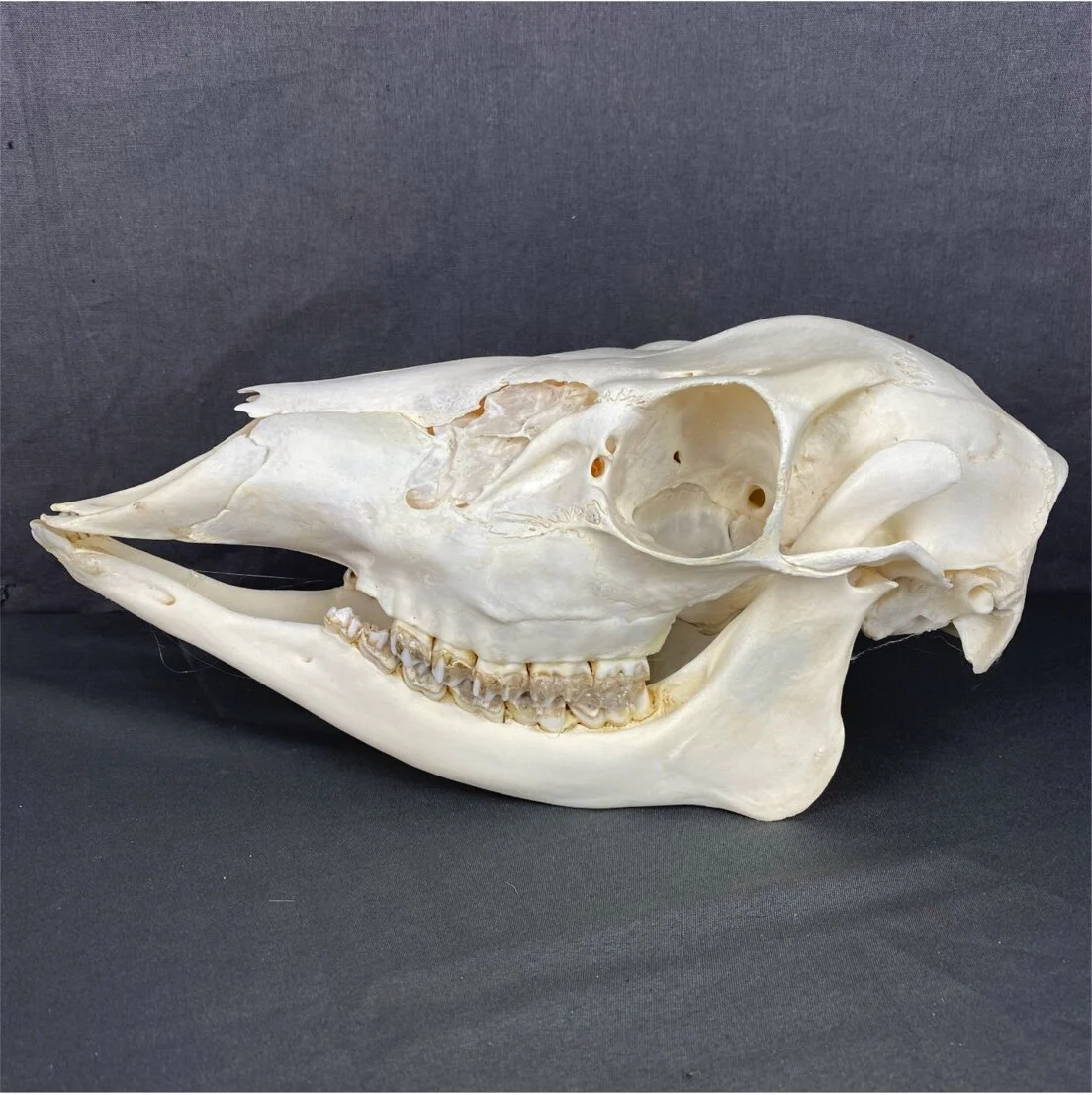 Deer Doe Skull (Whitetail)