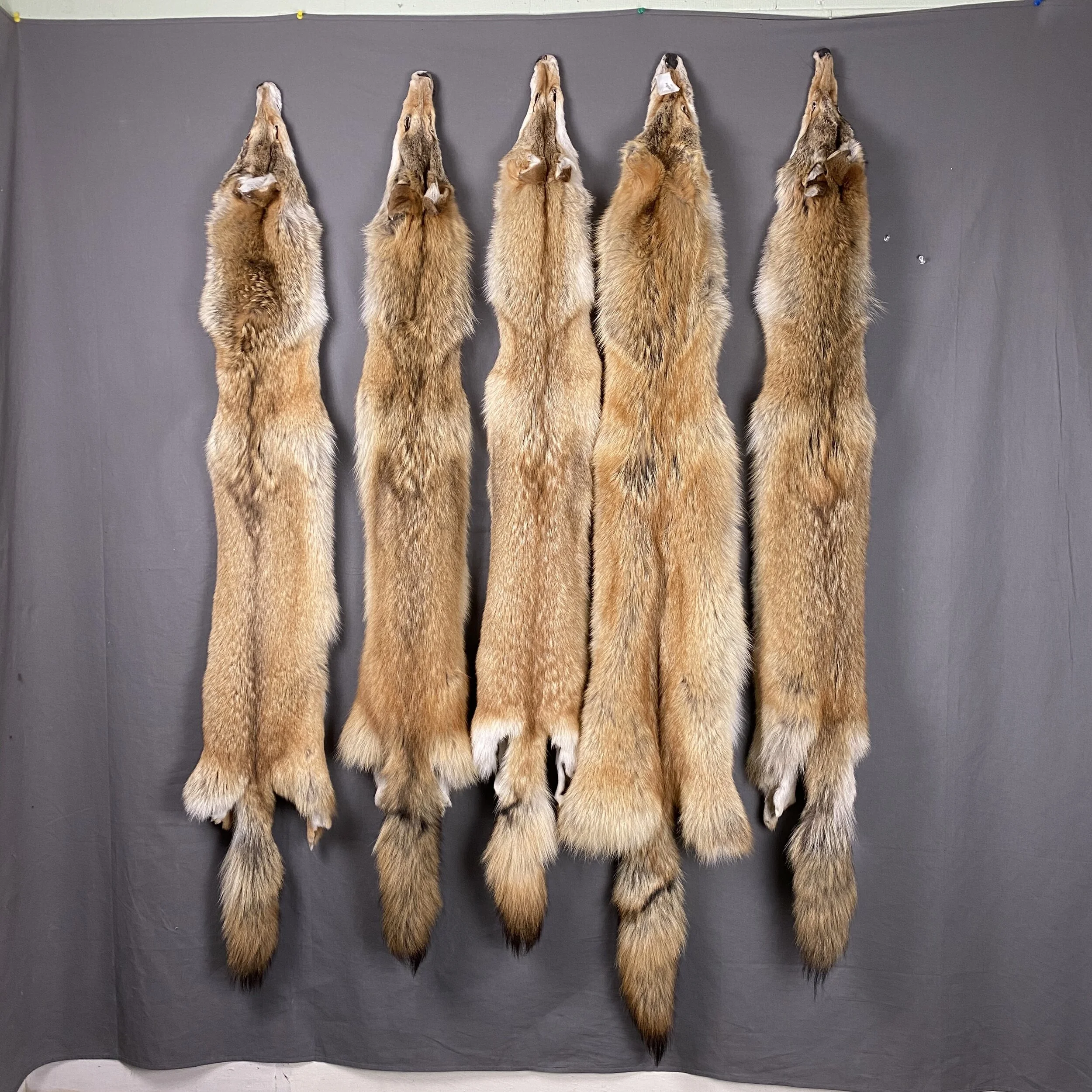 Red Coyote Hide