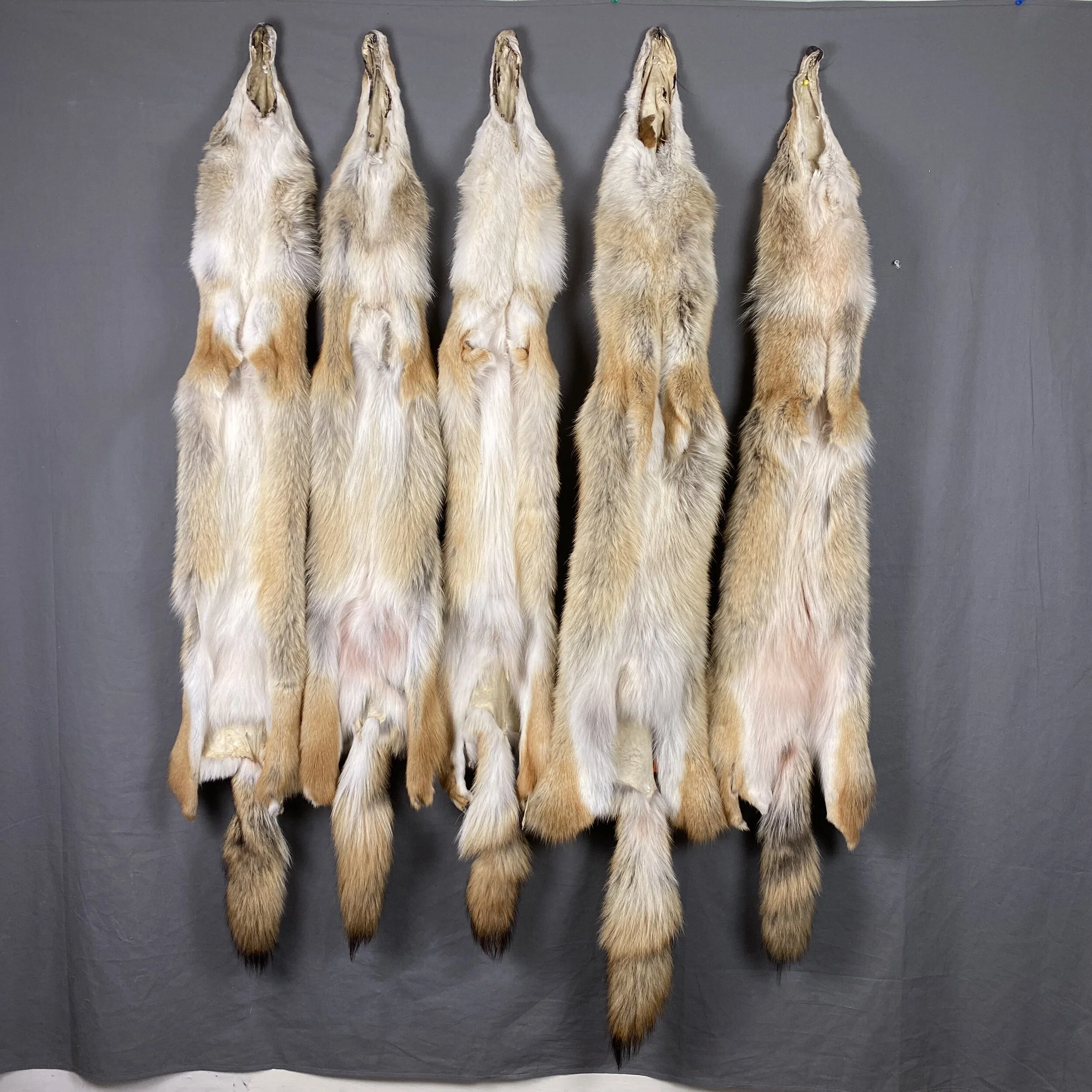 Red Coyote Hide — Claw, Antler & Hide Co.