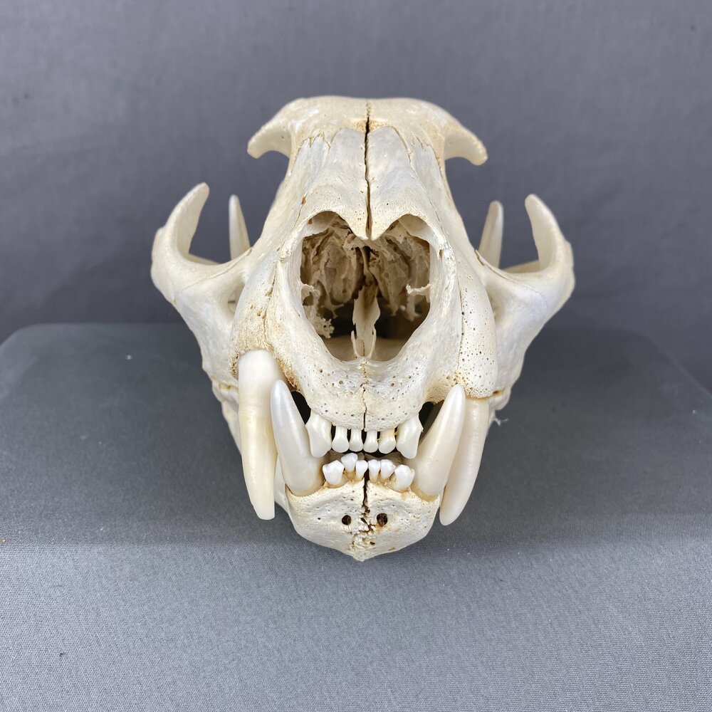 Cougar Skull SQ8716 — Claw, Antler & Hide Co.