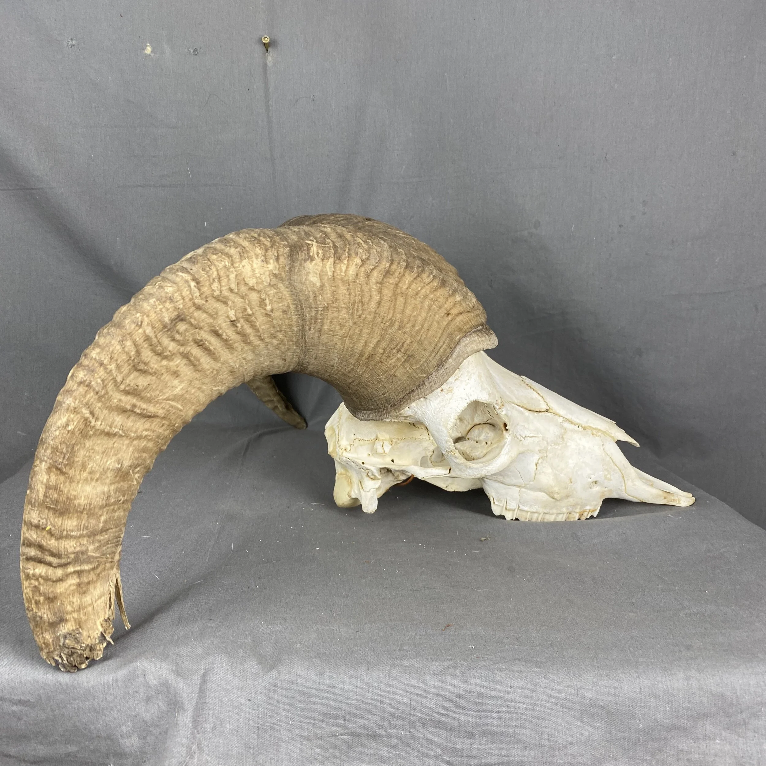 Bighorn