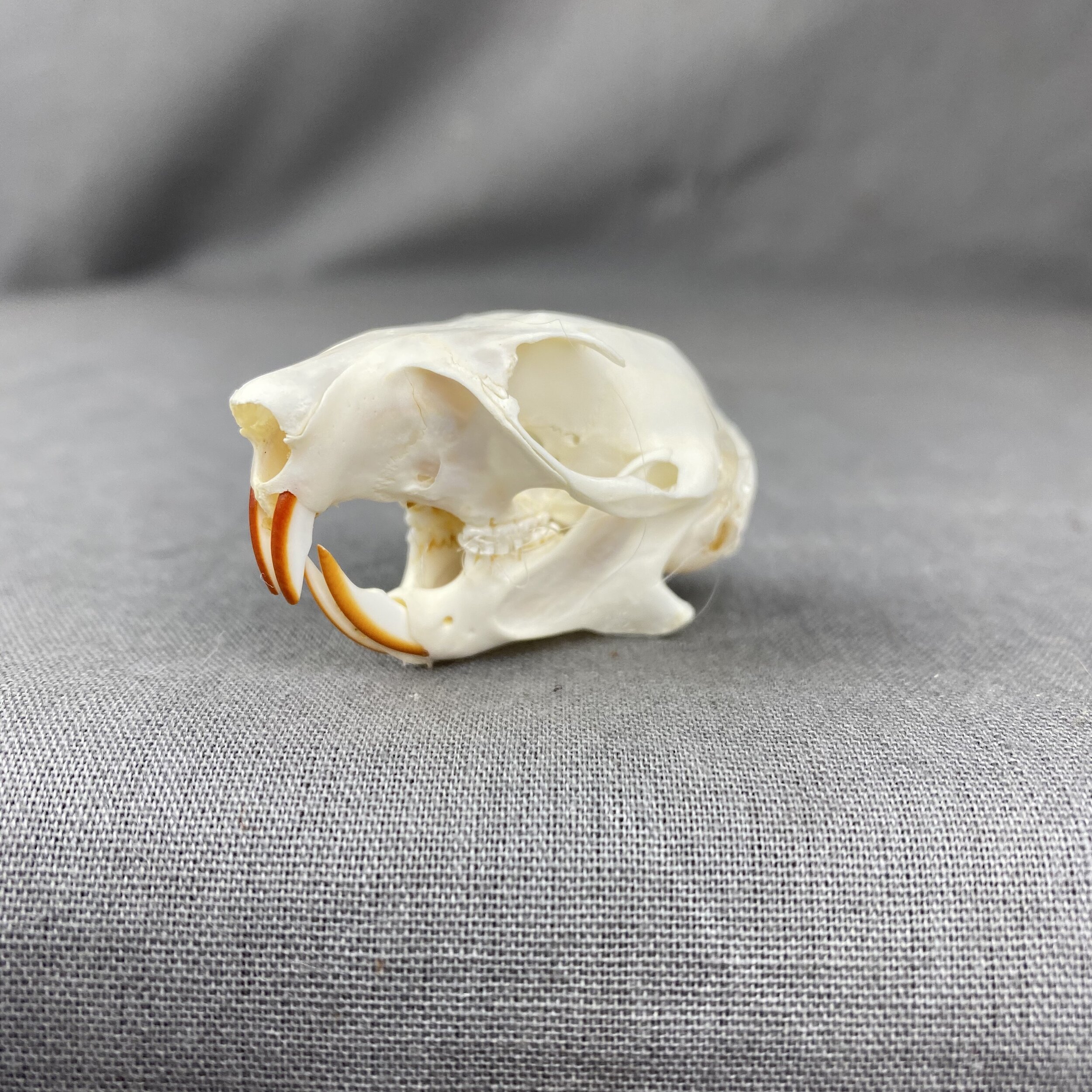 FD36A8B6-0240-4F36-A9E5-BBE36E067958