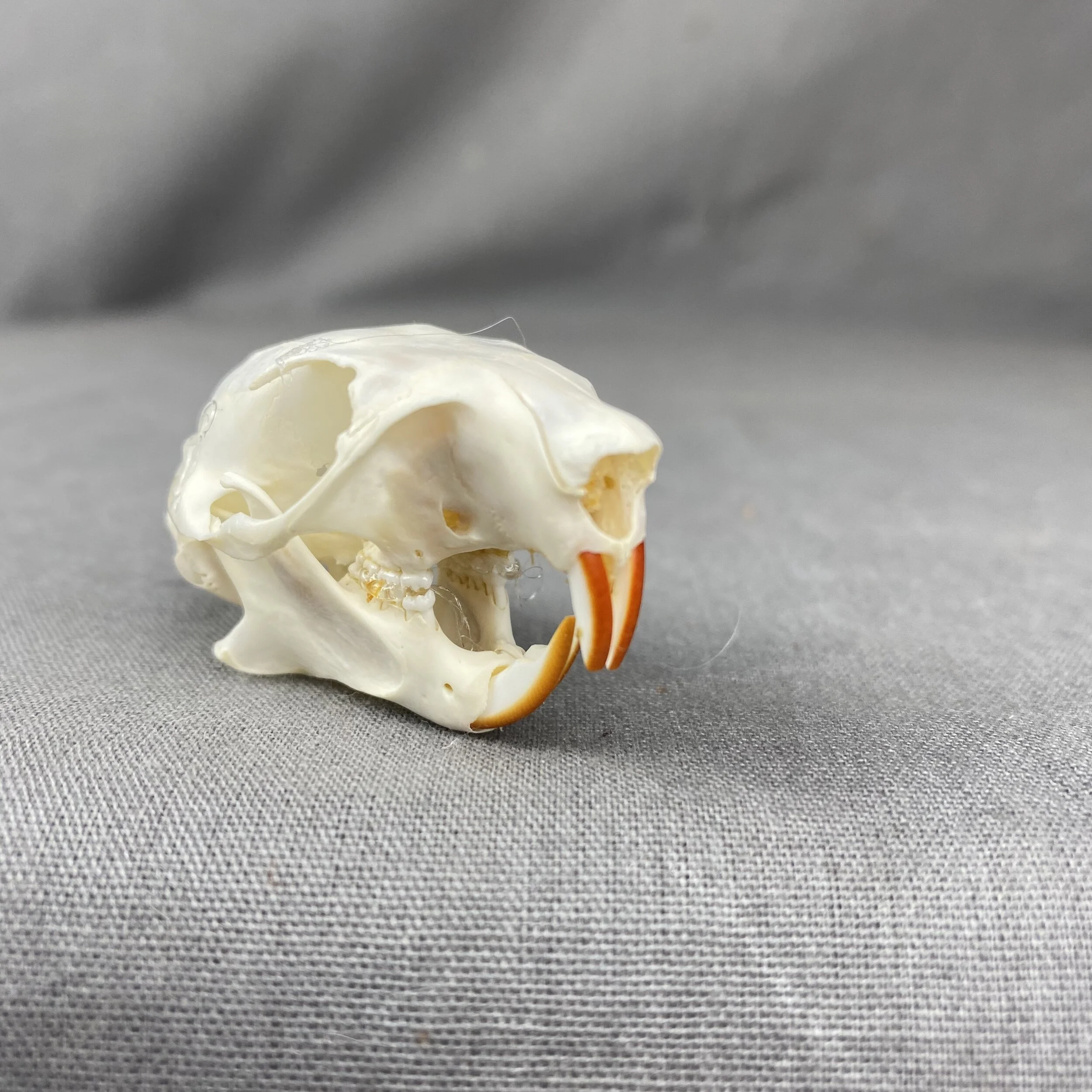 4AE3EFEF-4345-485F-9FEB-DE3568FFD2A5