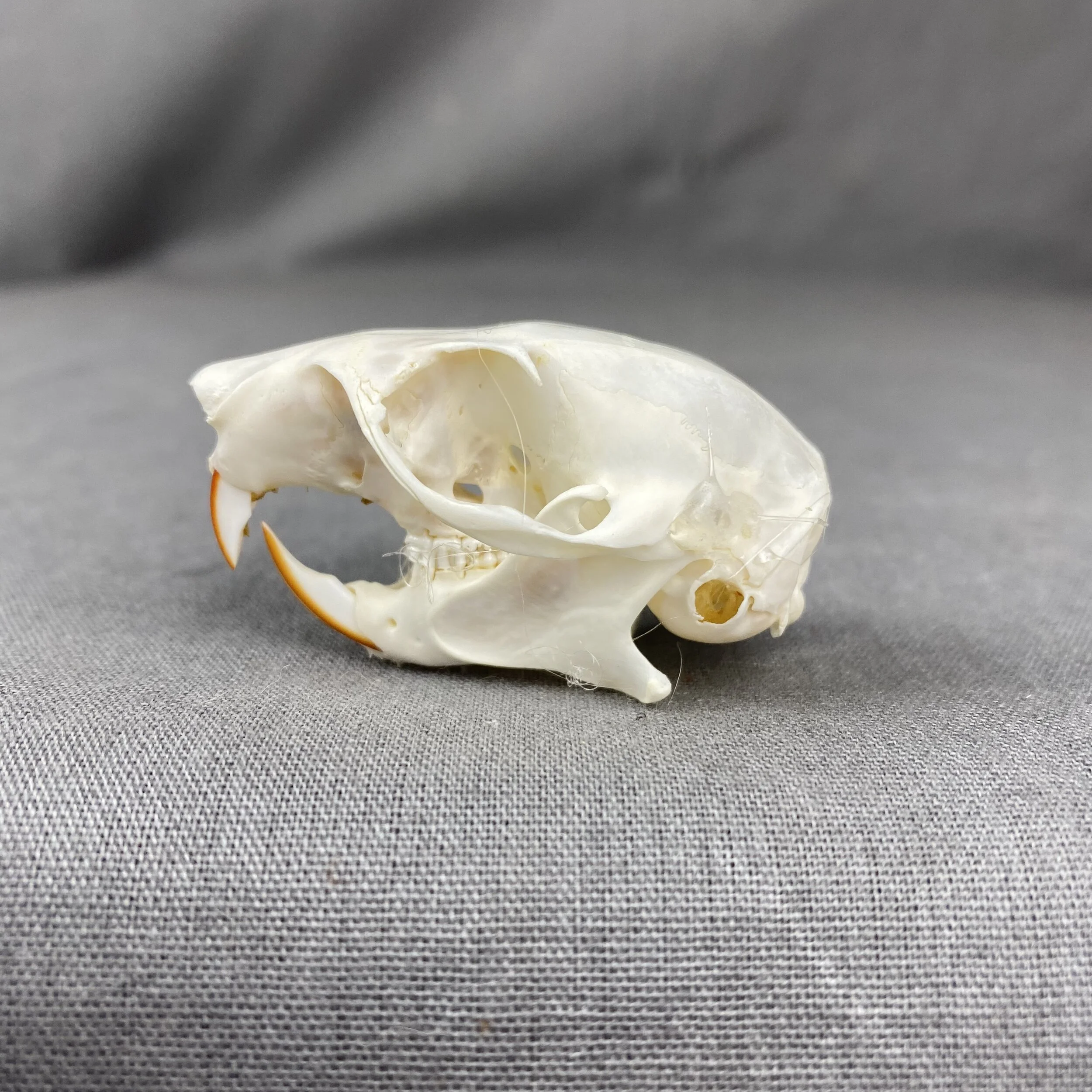 51255076-947D-48BE-A44F-738F14AD20CA