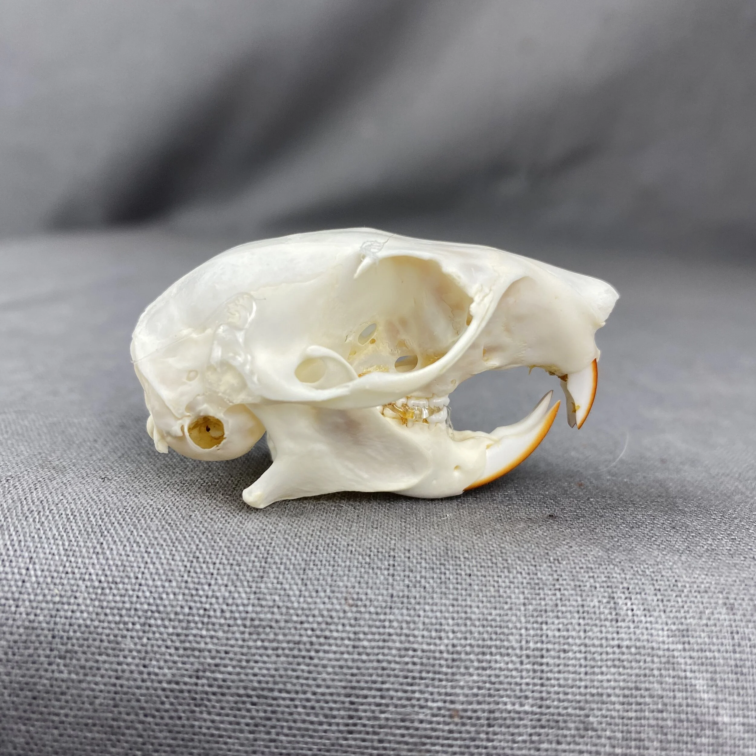 Red Squirrel Skull