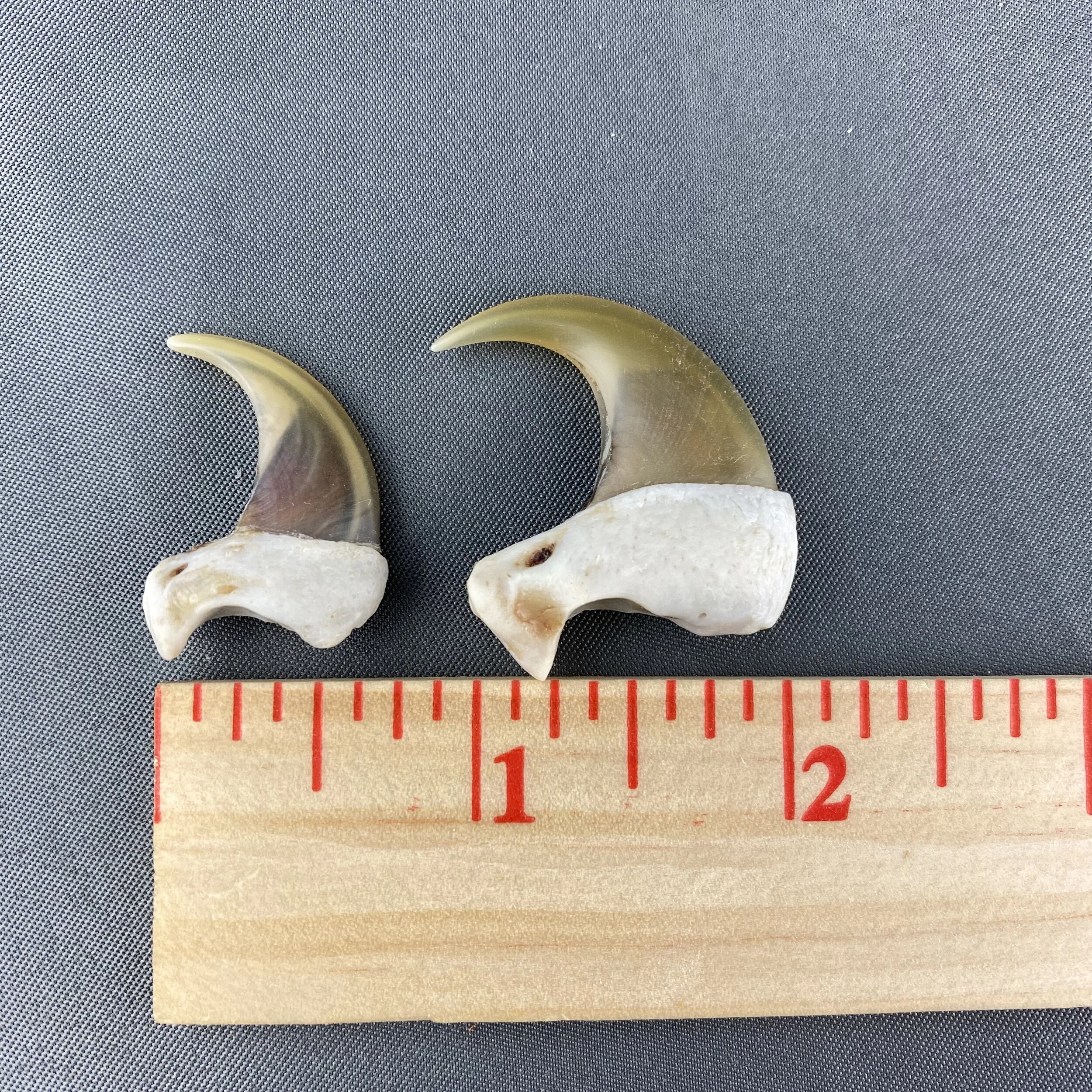 mountain lion claw