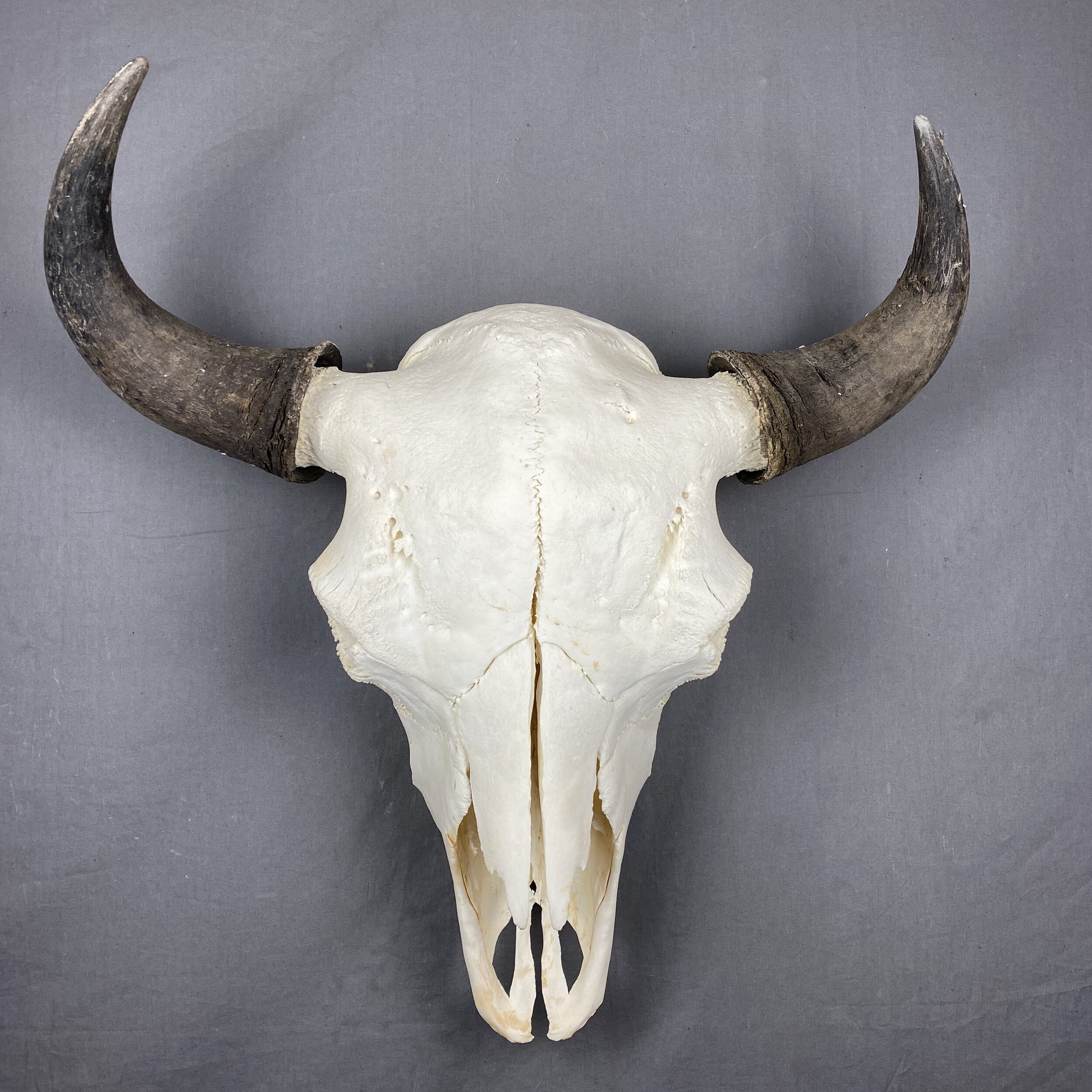 buffalo skull