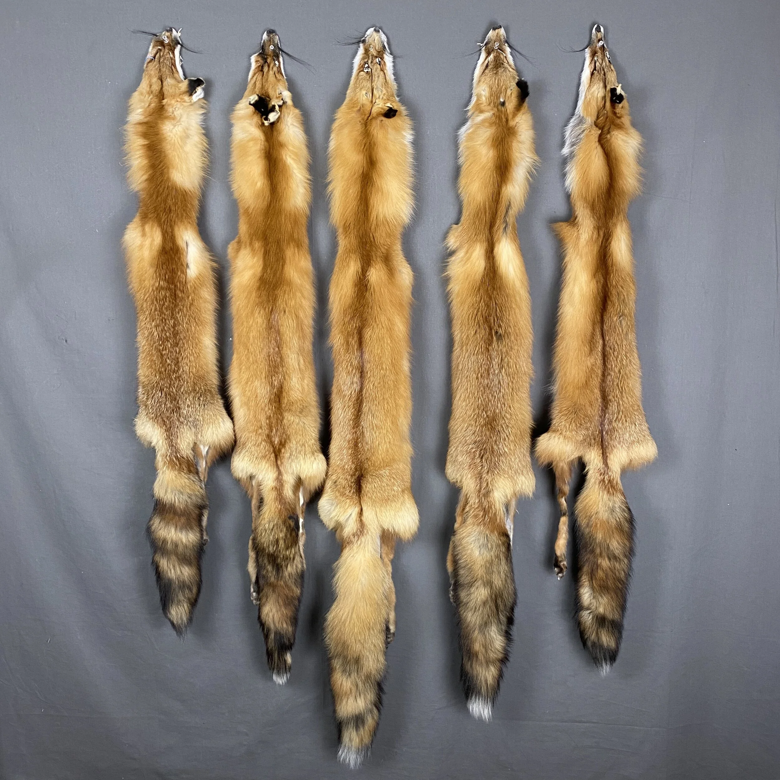 Wild Red Fox Fur (With Feet)