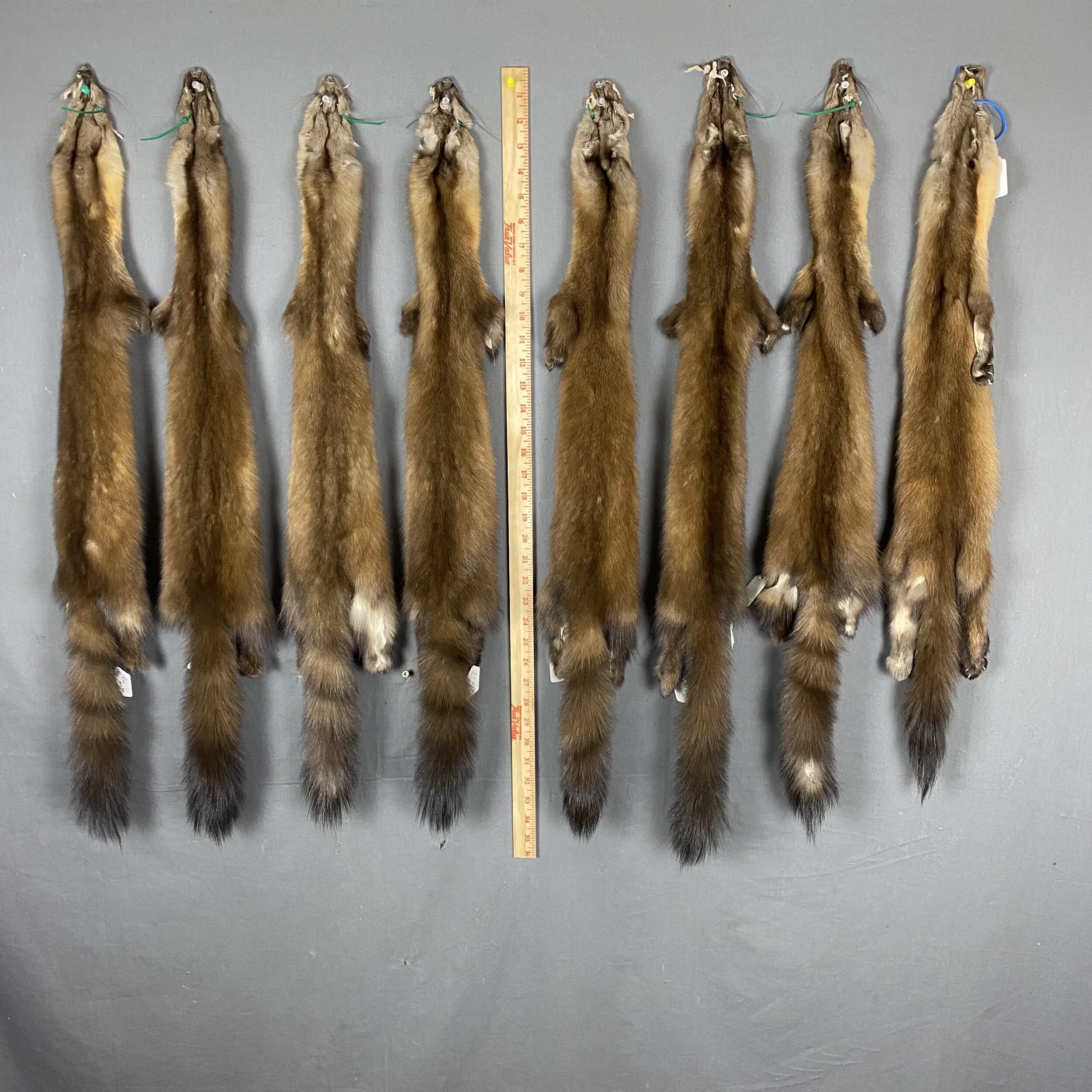 Pine Martin Fur