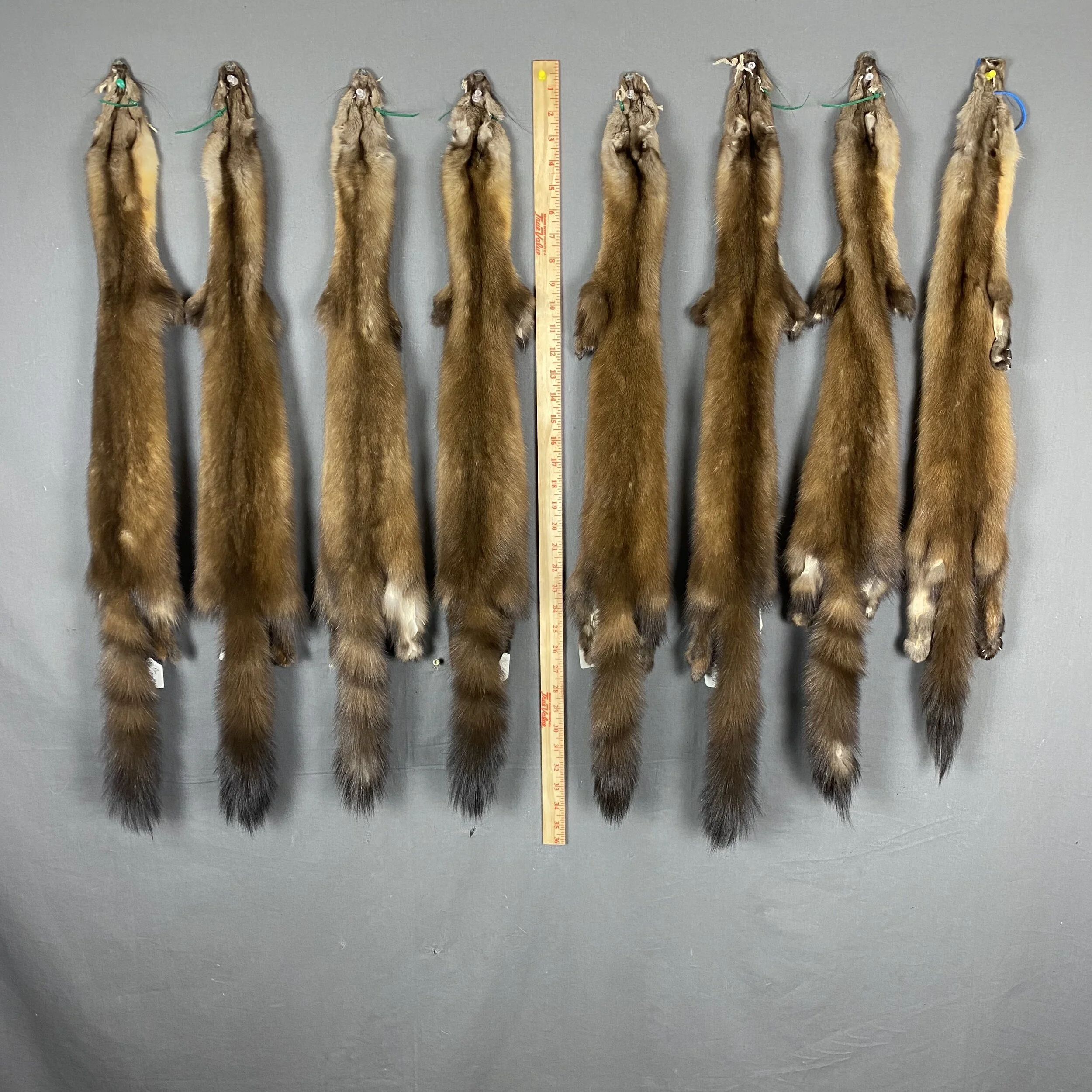 Pine Martin Hide (without feet)