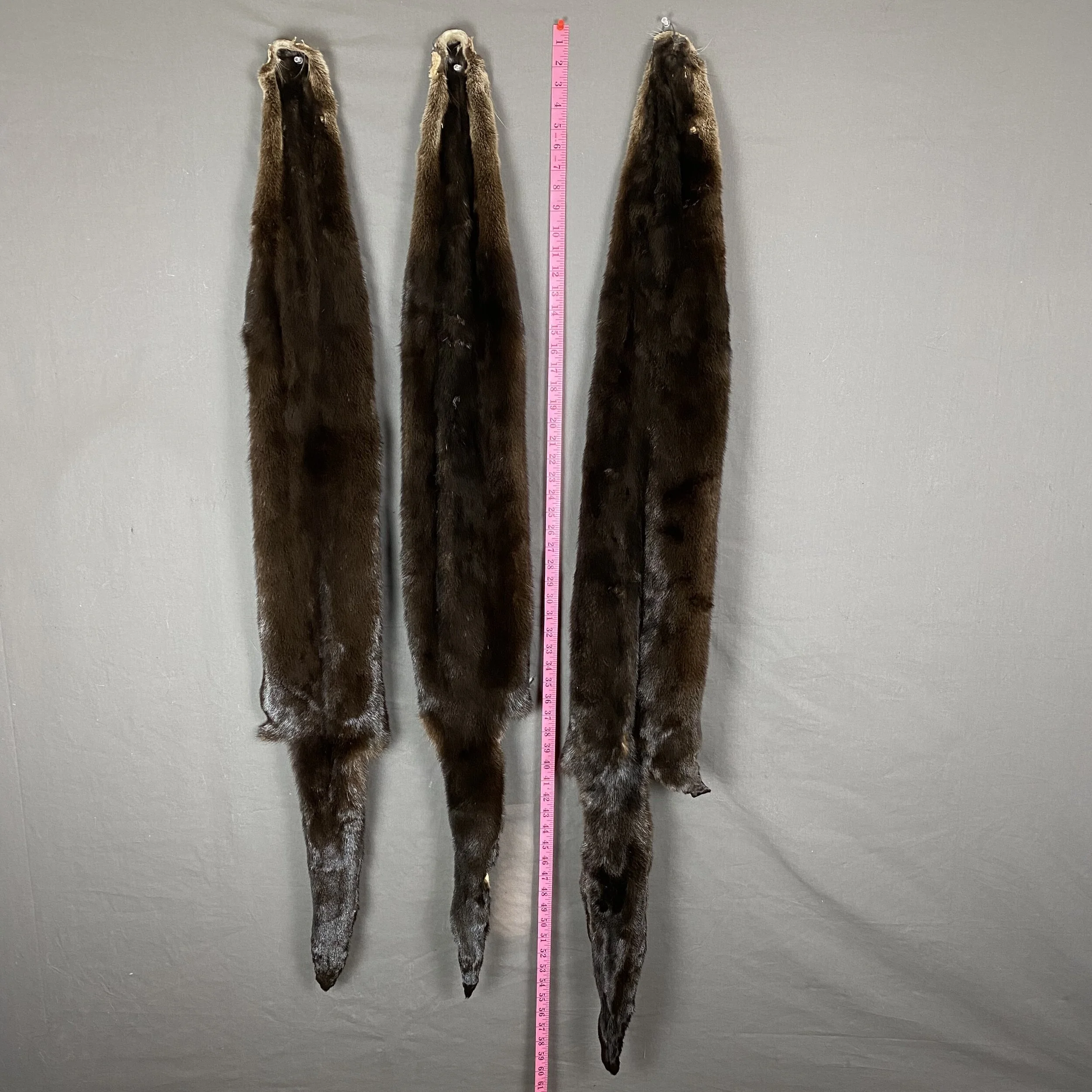 Otter Hide (Without feet)