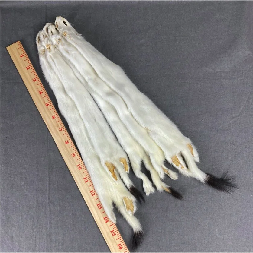 Ermine Skin (B grade)