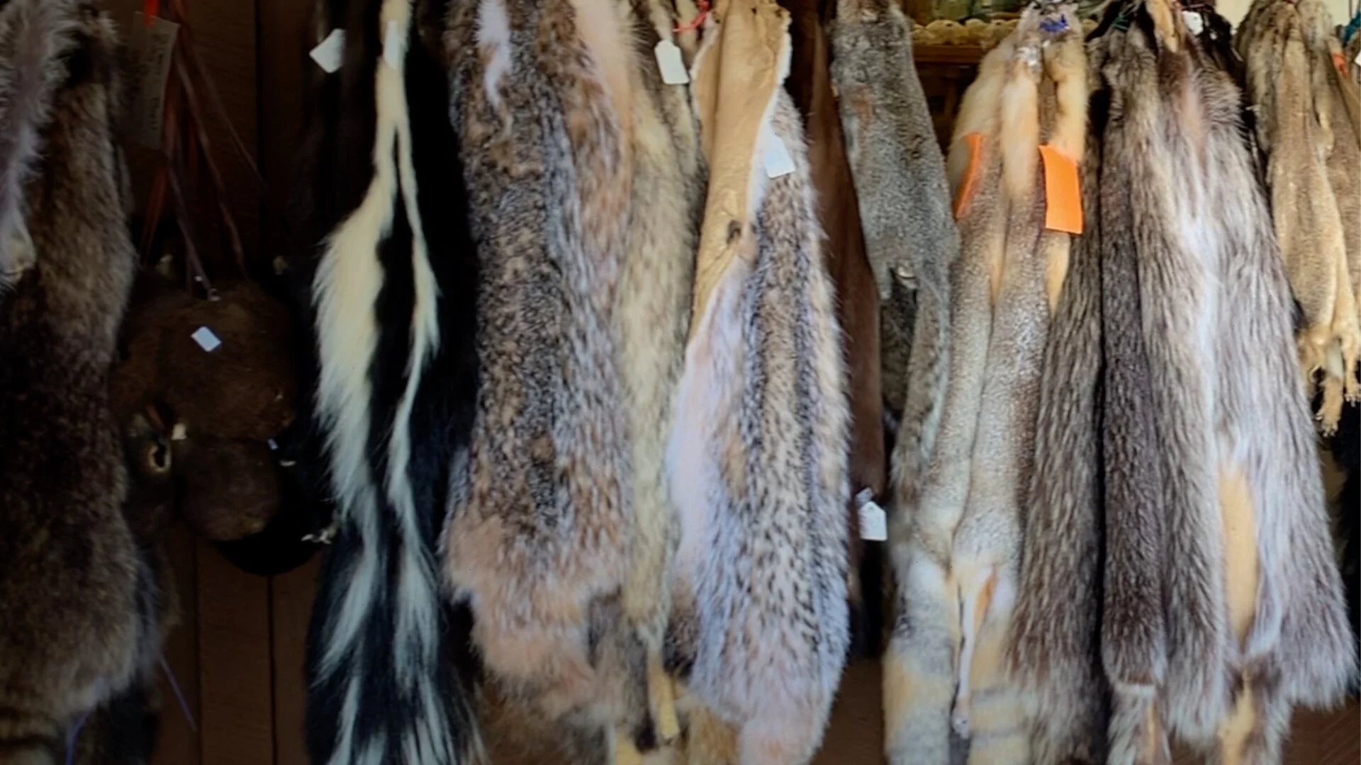 animal-furs.jpg