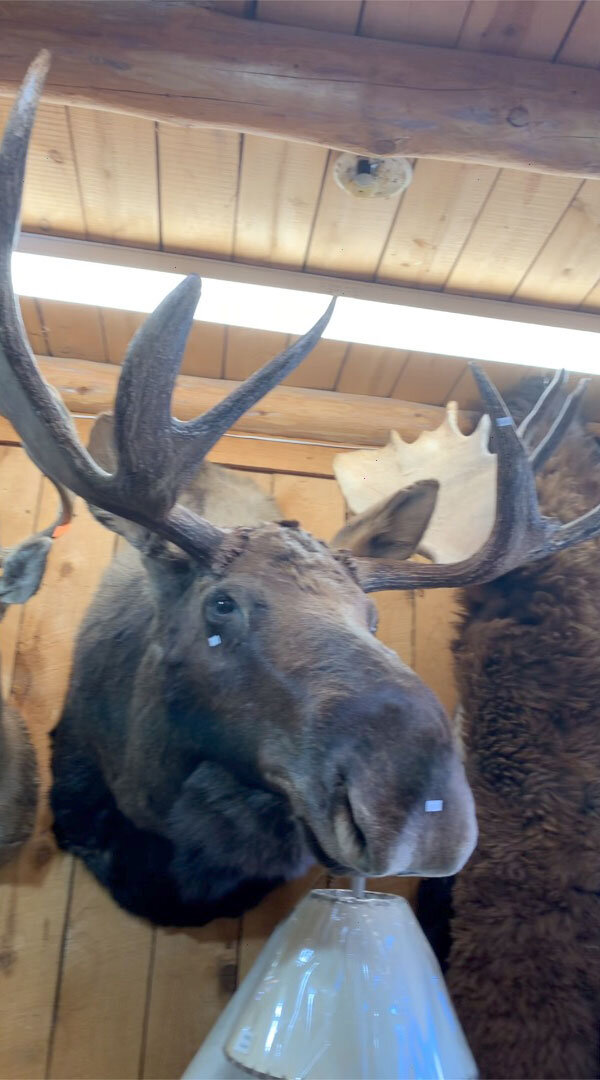 moose-mount-2.jpg