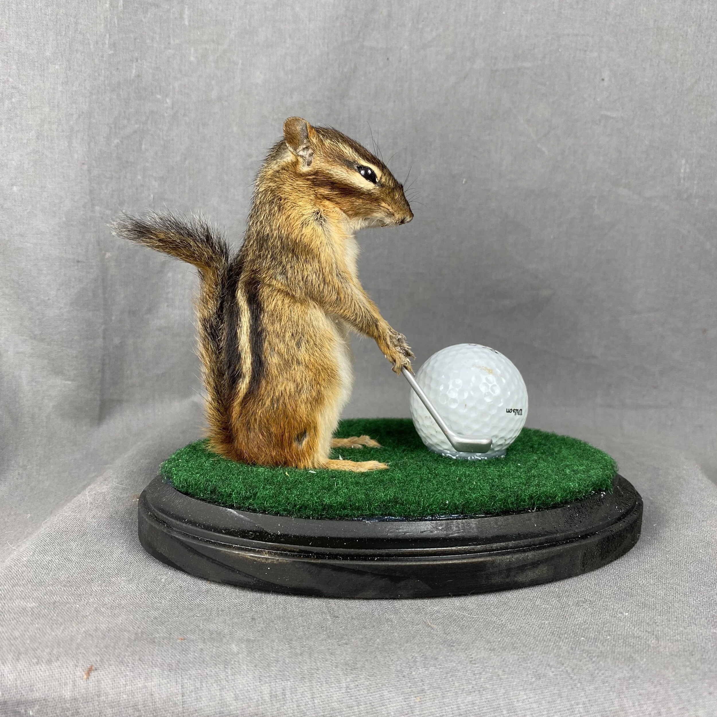 Chipmunk Golfing Mount 