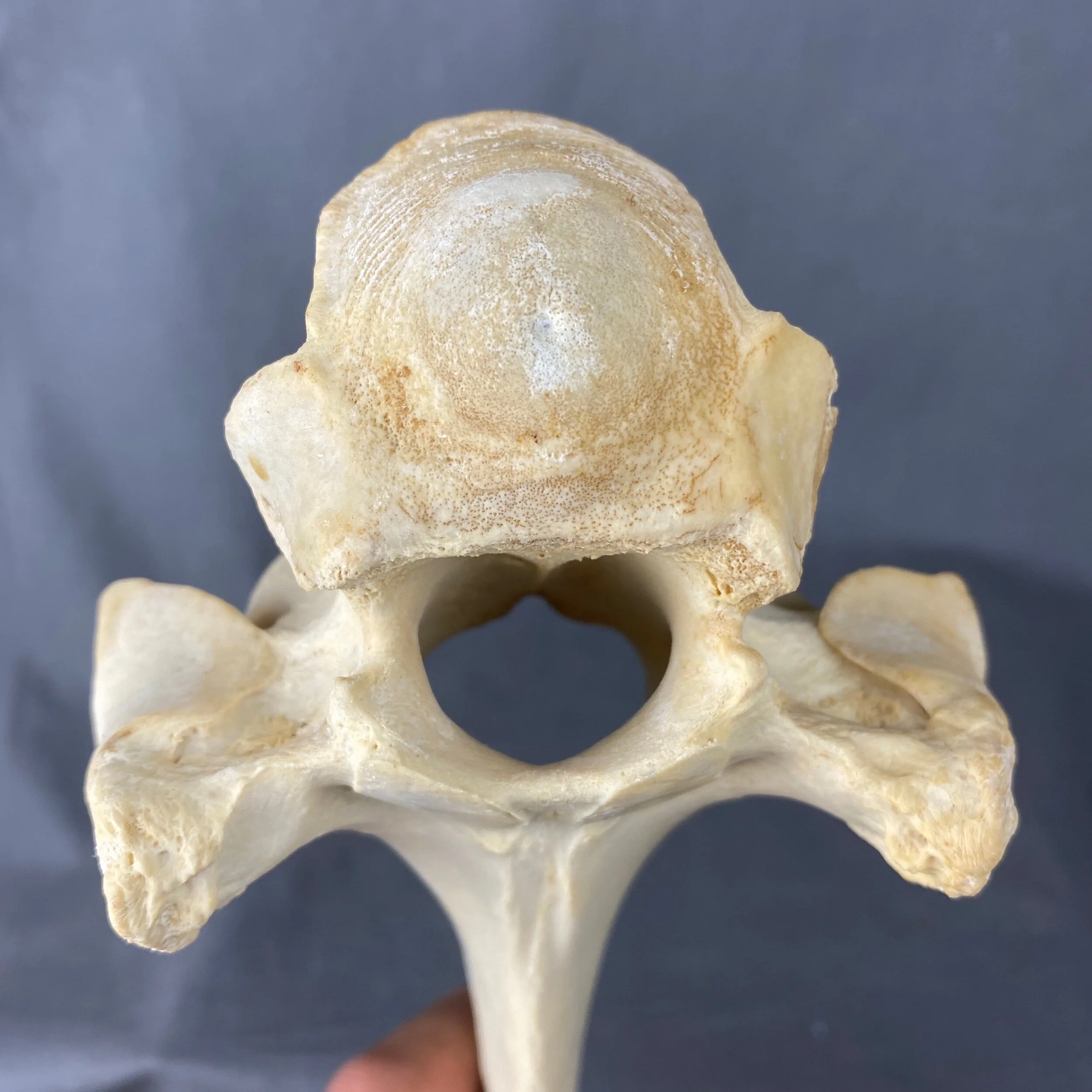 E2EACBD5-14D1-4D93-8C52-7F28C2508A99