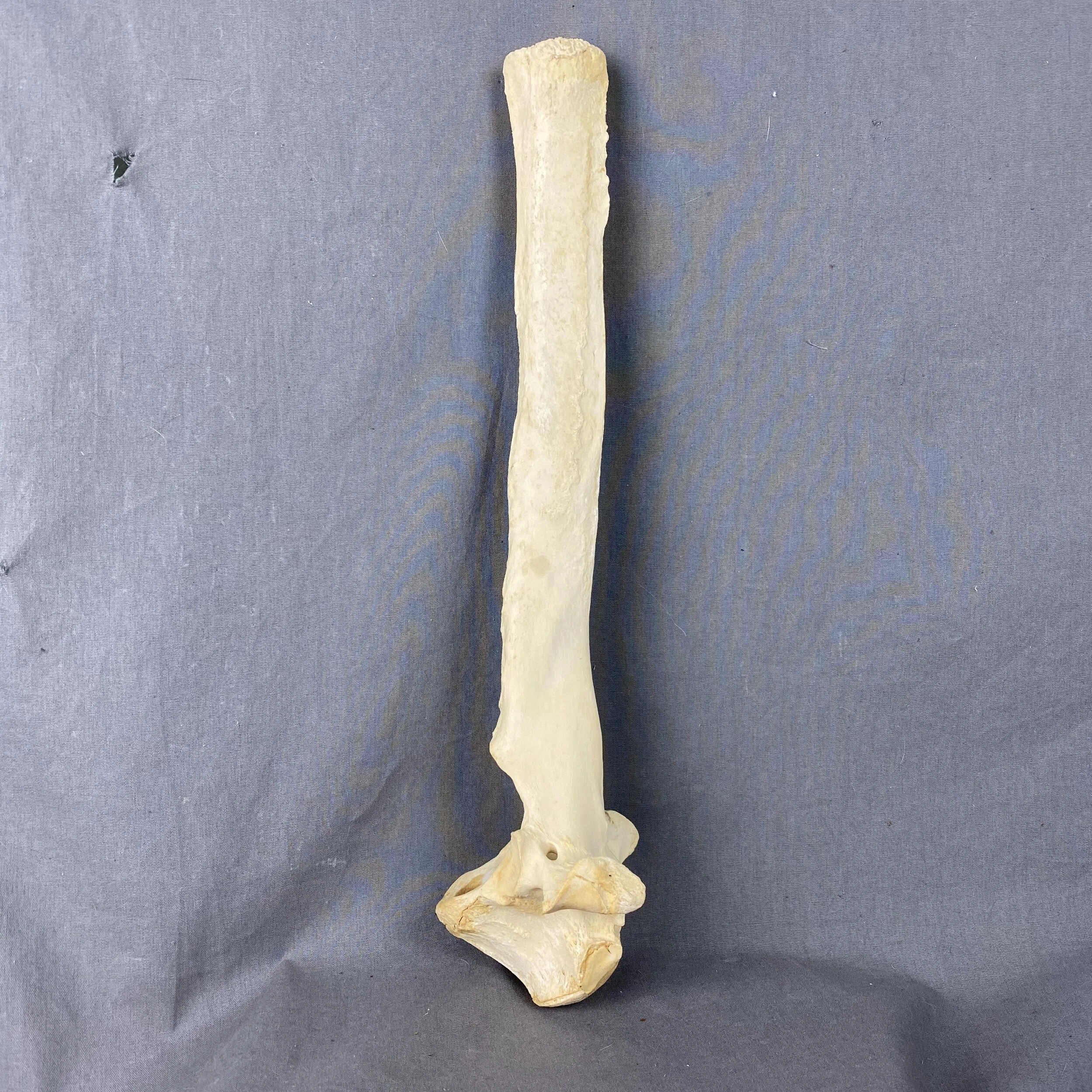 Buffalo Hump Bone