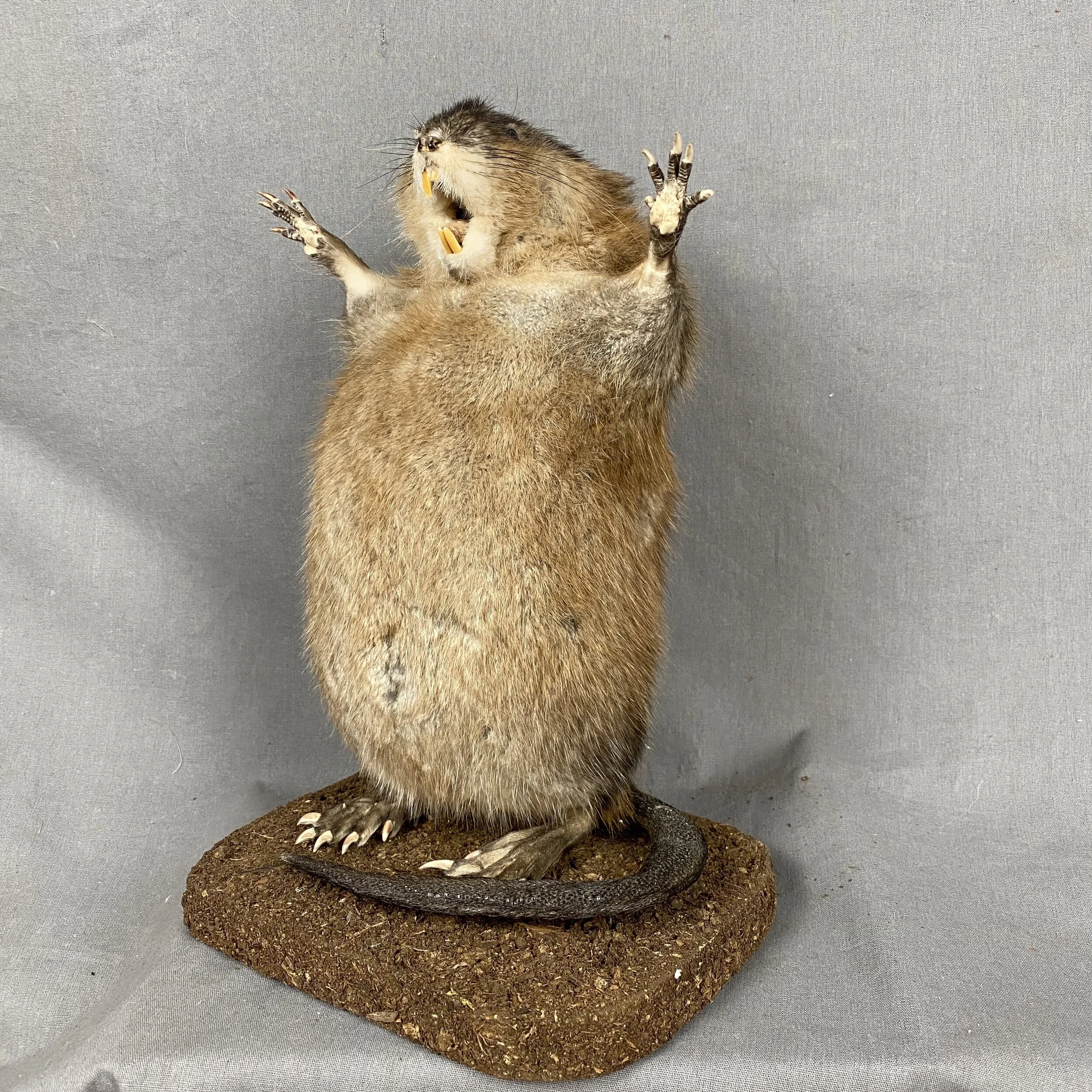 Muskrat Preaching SQ7283