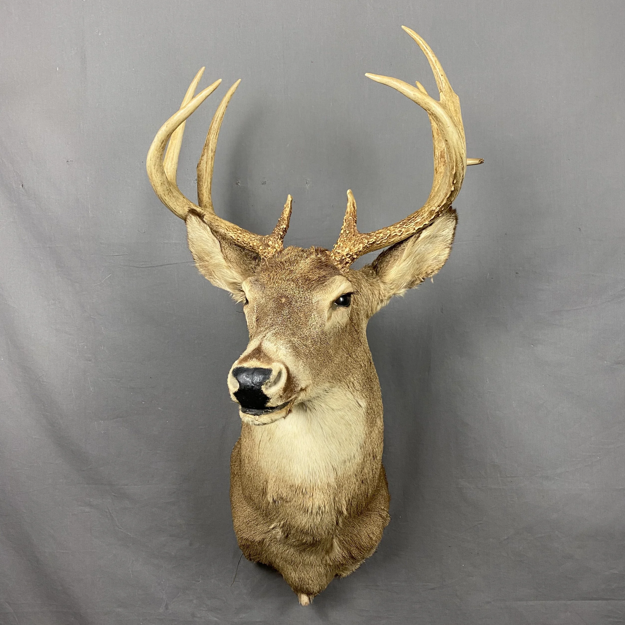 whitetail mount