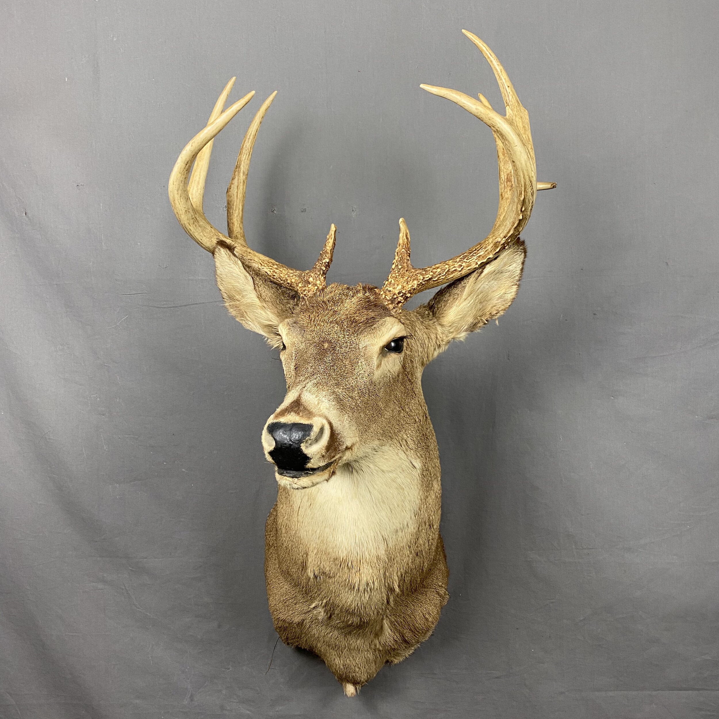 Whitetail Deer SQ476