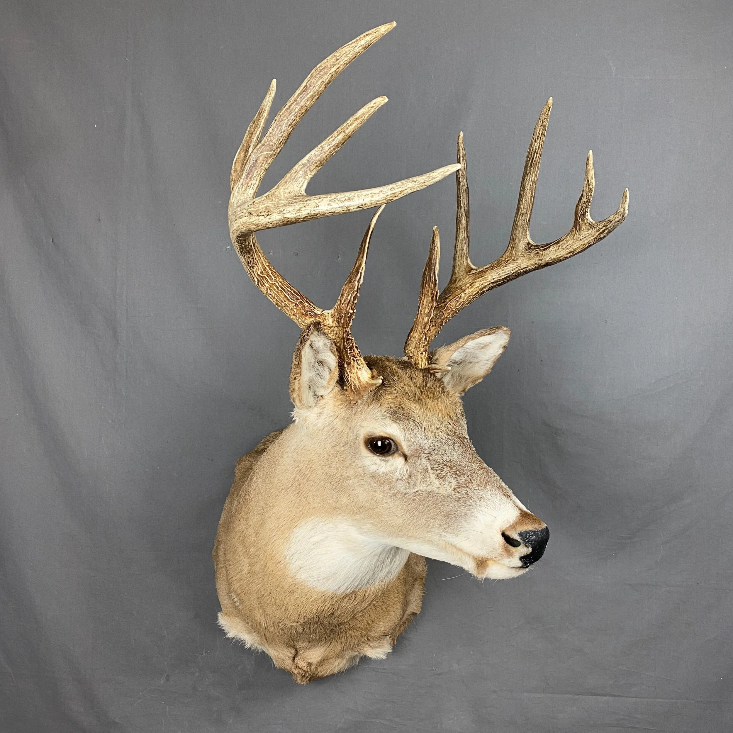 whitetail deer mount