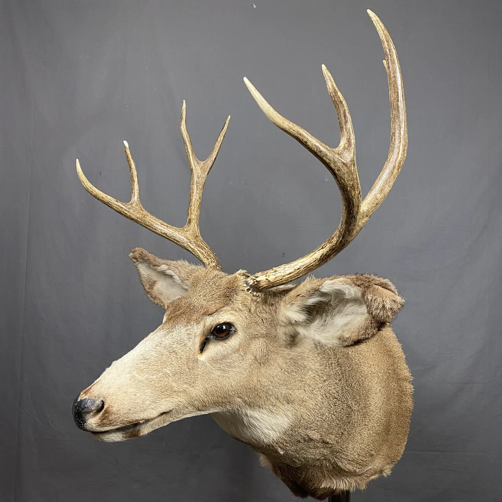 駿*か様 蝦夷鹿hunting trophy（deer skull）2025 51Jiy6RDloL
