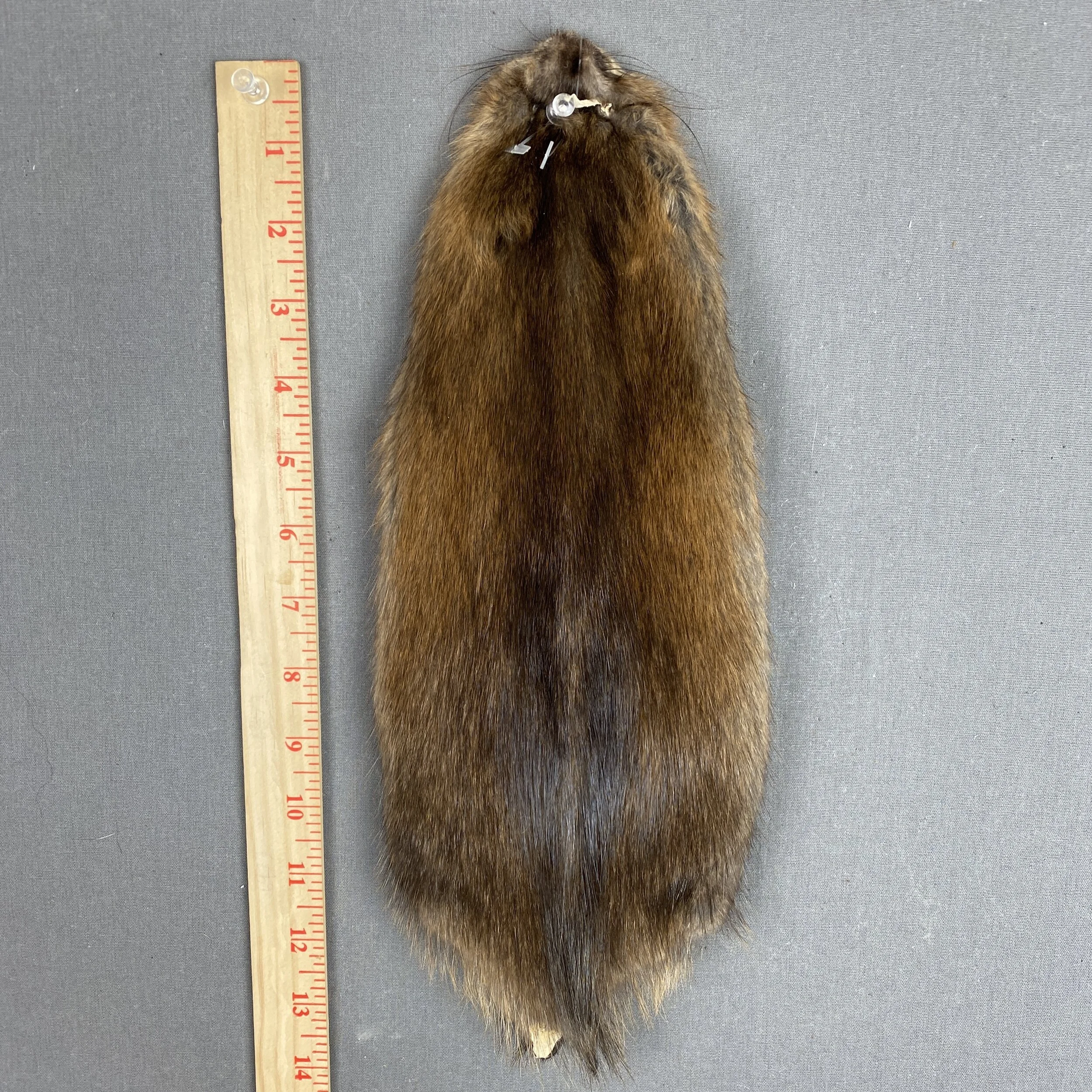 muskrat hide