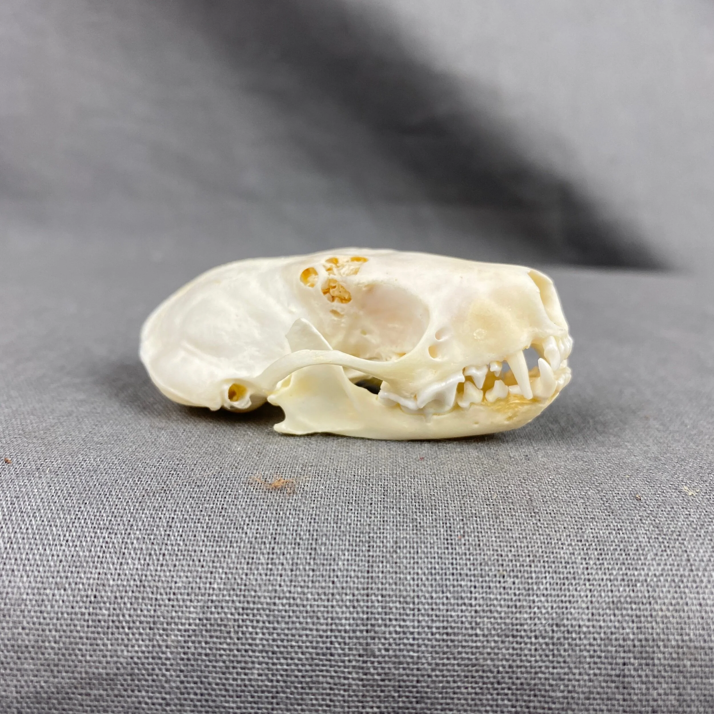 CFEAB592-0E38-428E-8050-385D00FC1FBA