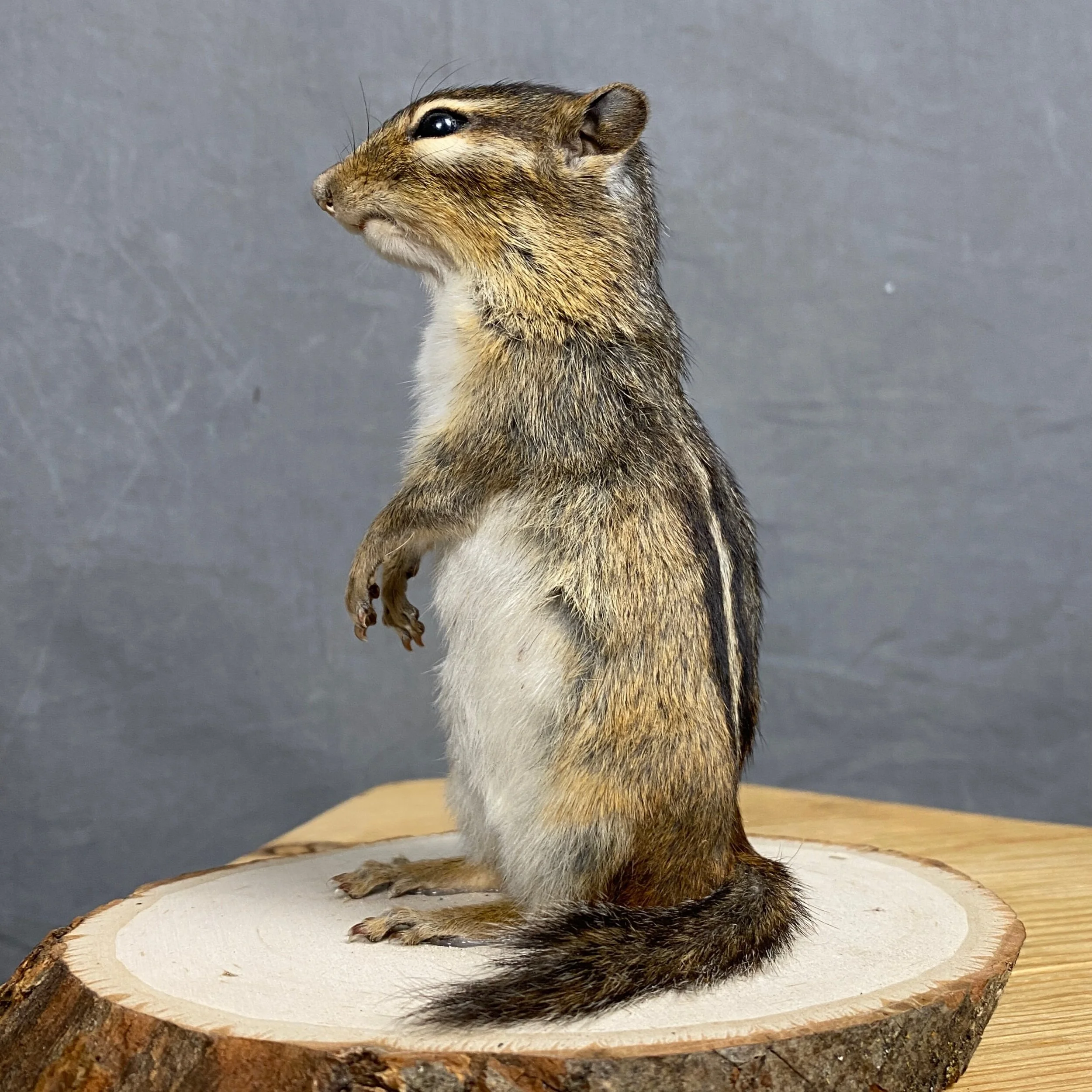Chipmunk Standing