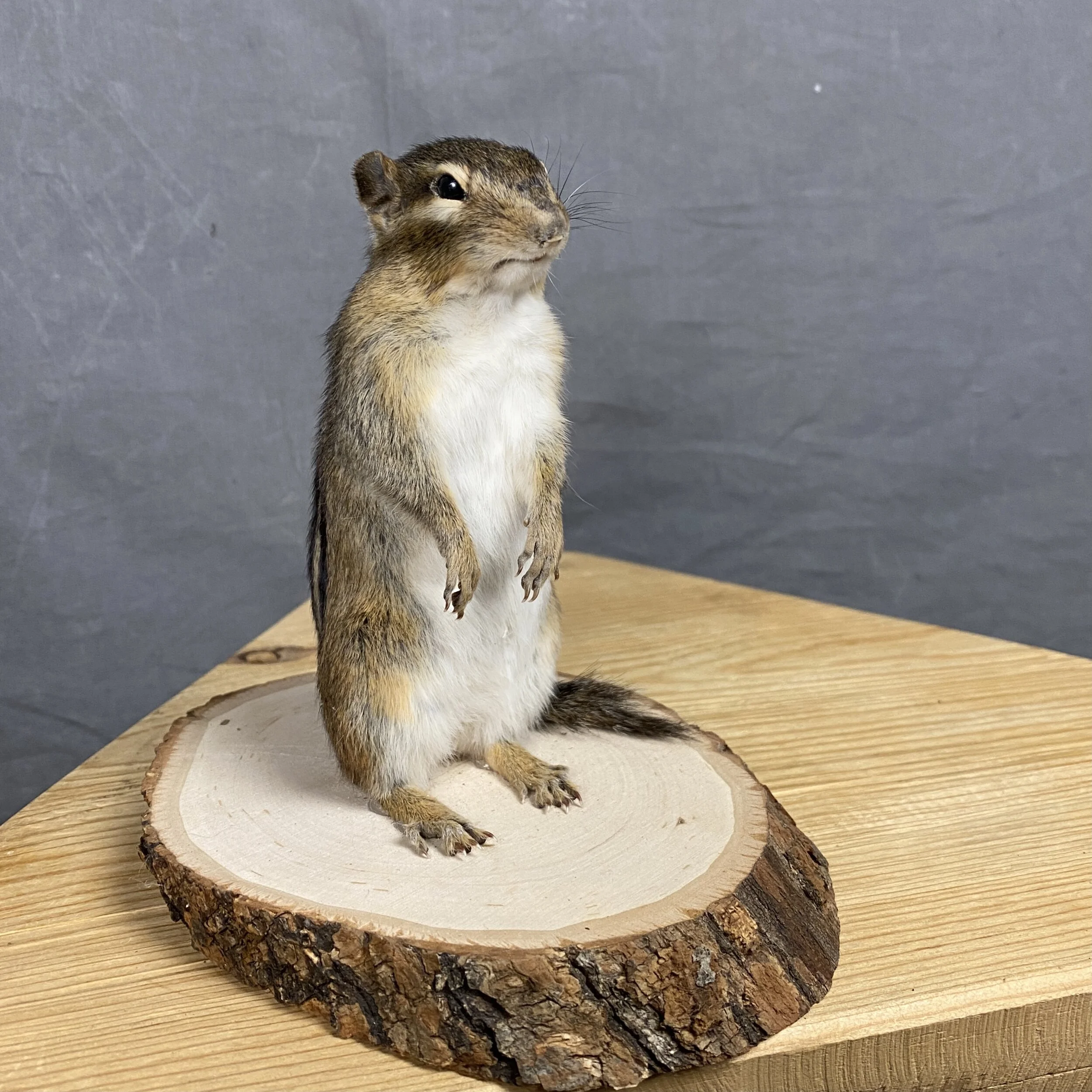 Chipmunk Mount