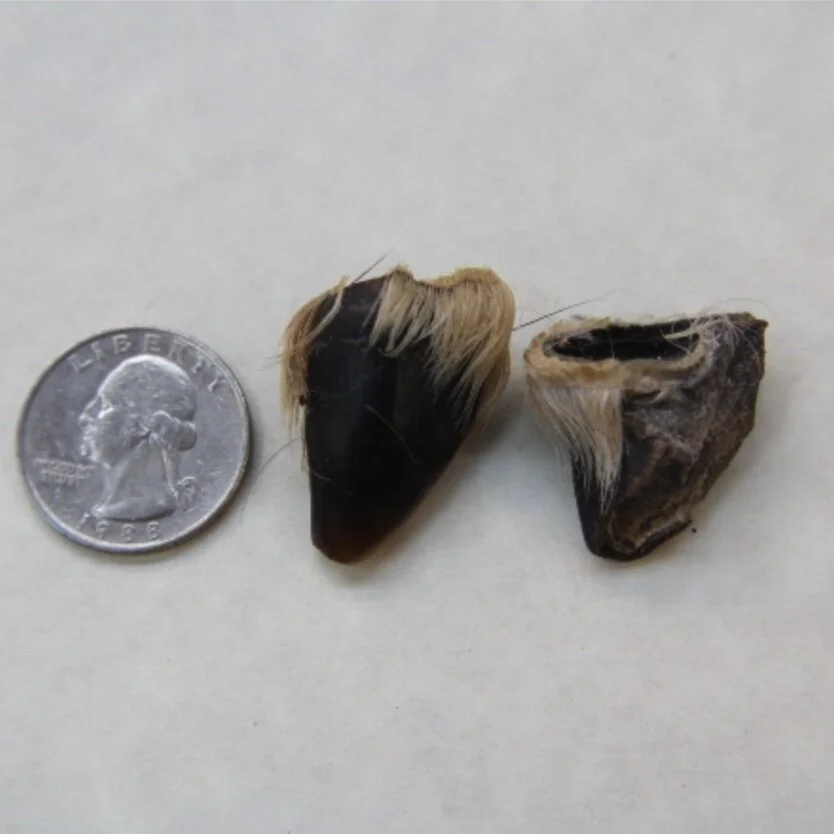 Deer Dew Claw