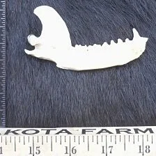 Raccoon Jaw