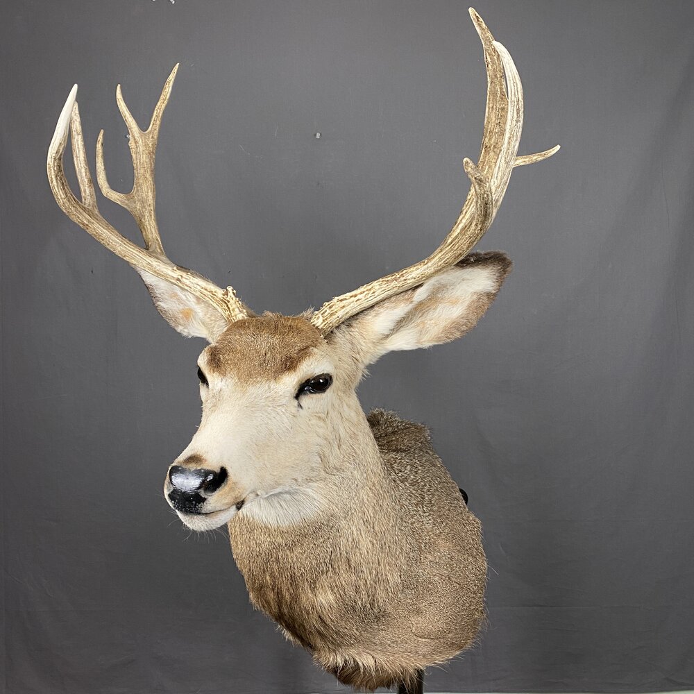 ANTLER MOUNTING SYSTEMS – The Deer Society