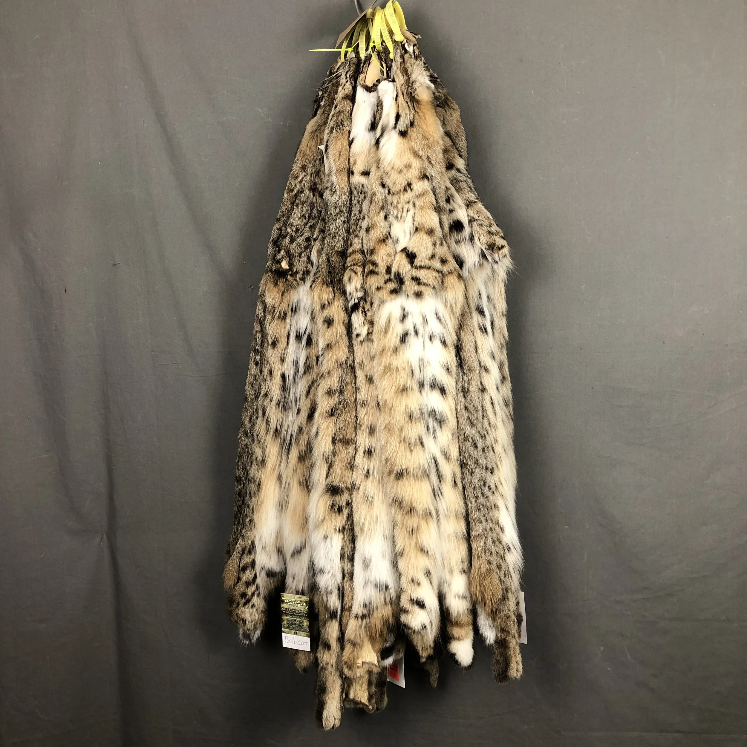 Bobcat Pelt