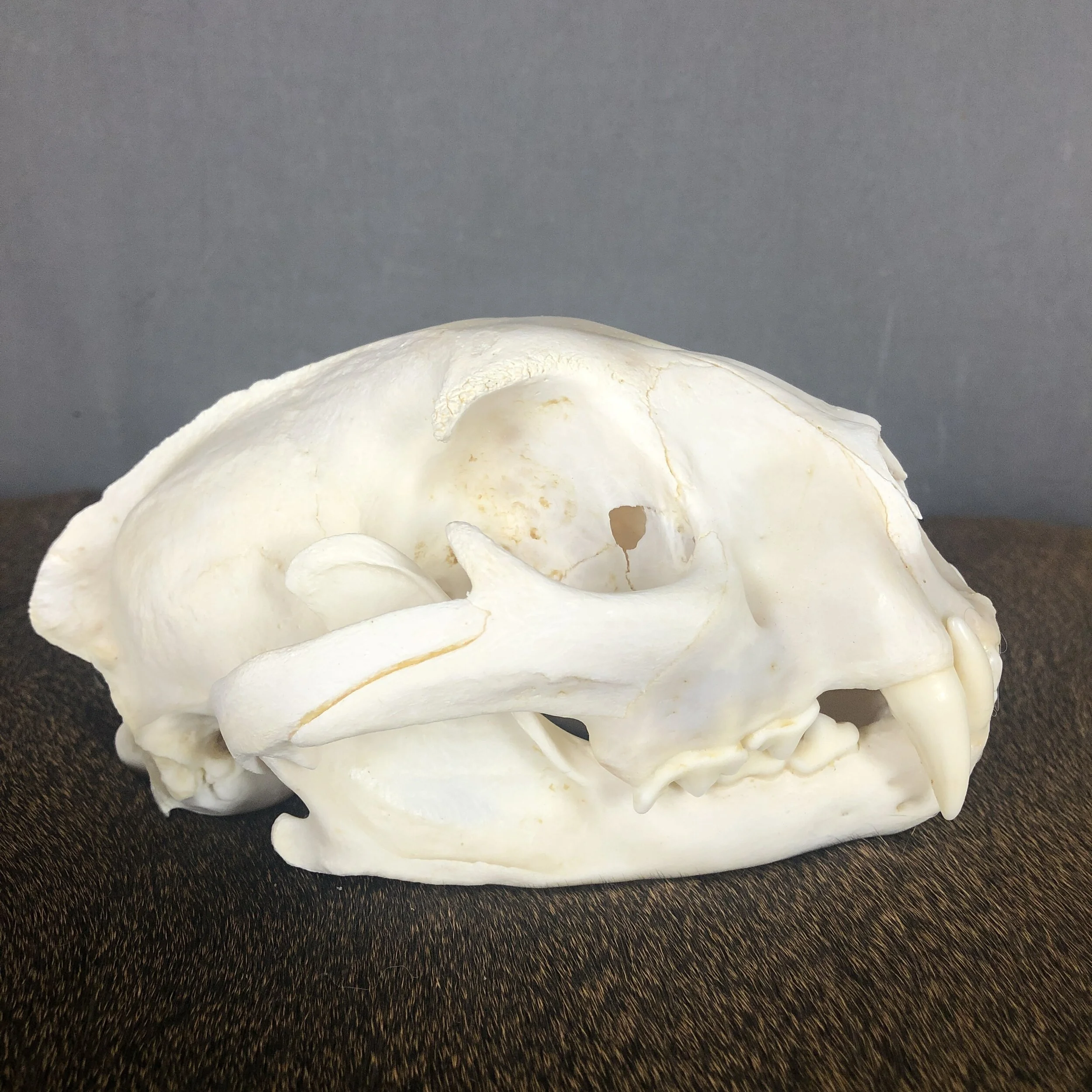 bear bones taxidermy